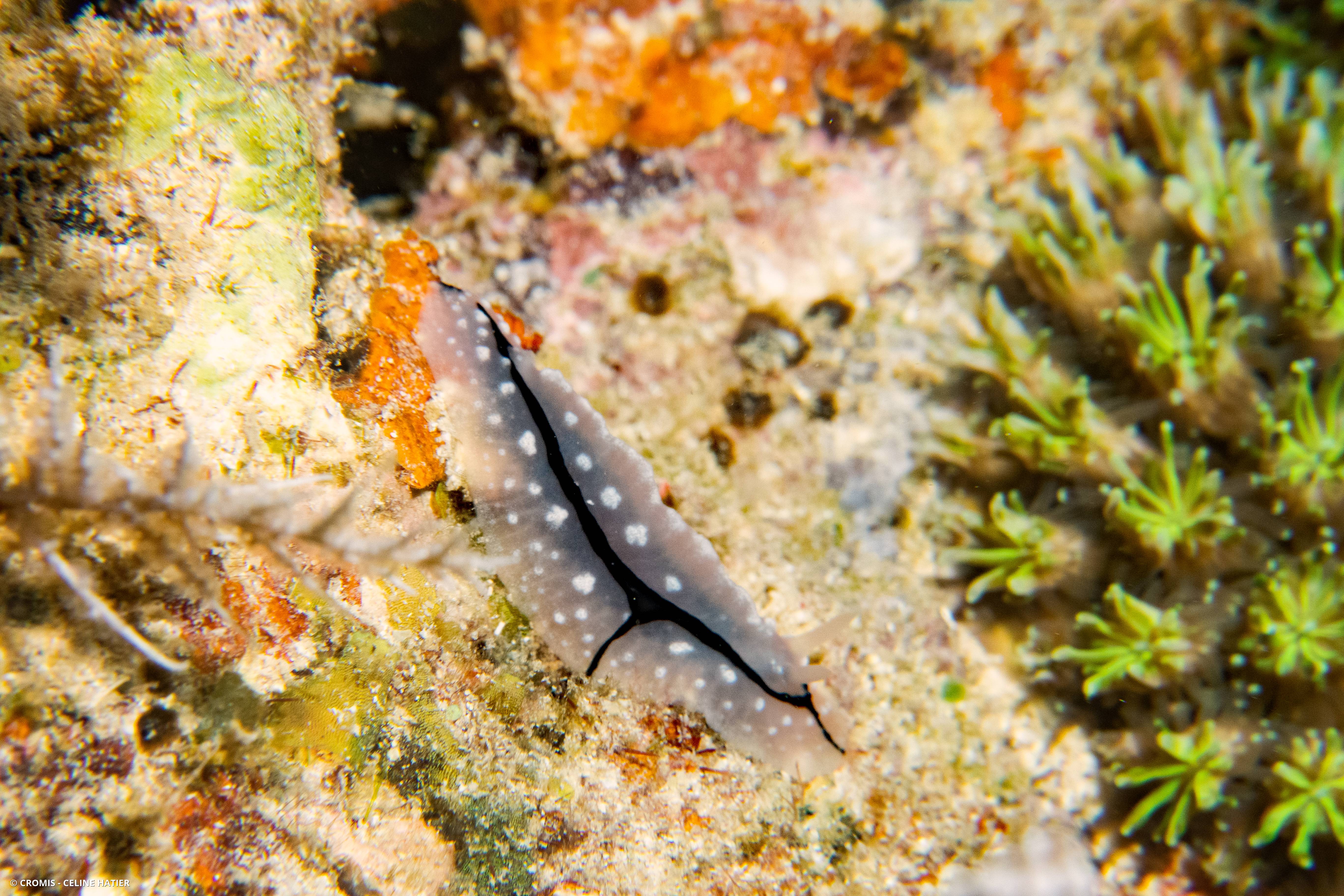 Phyllidiopsis de Shireen