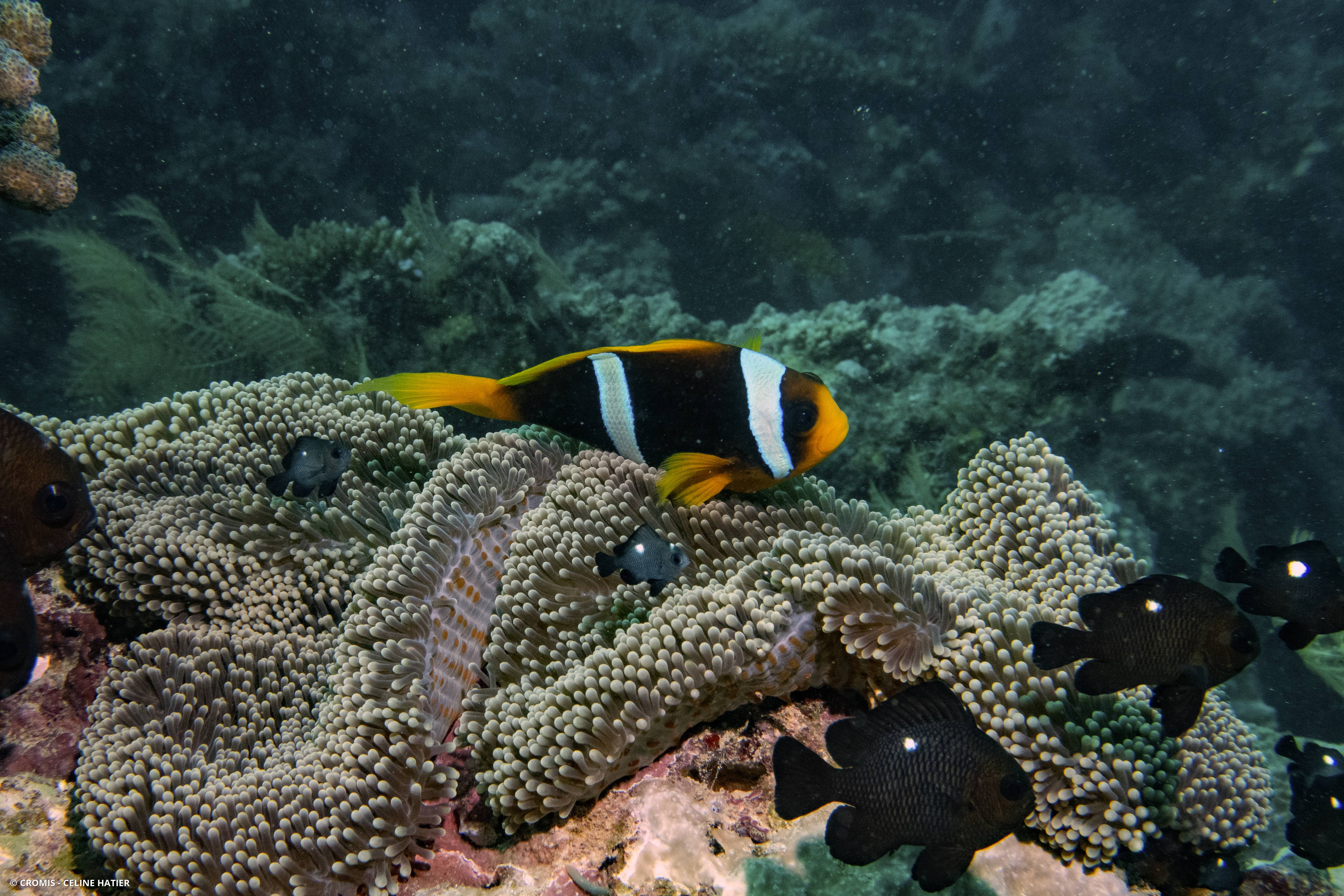 Poisson-clown de Madagascar