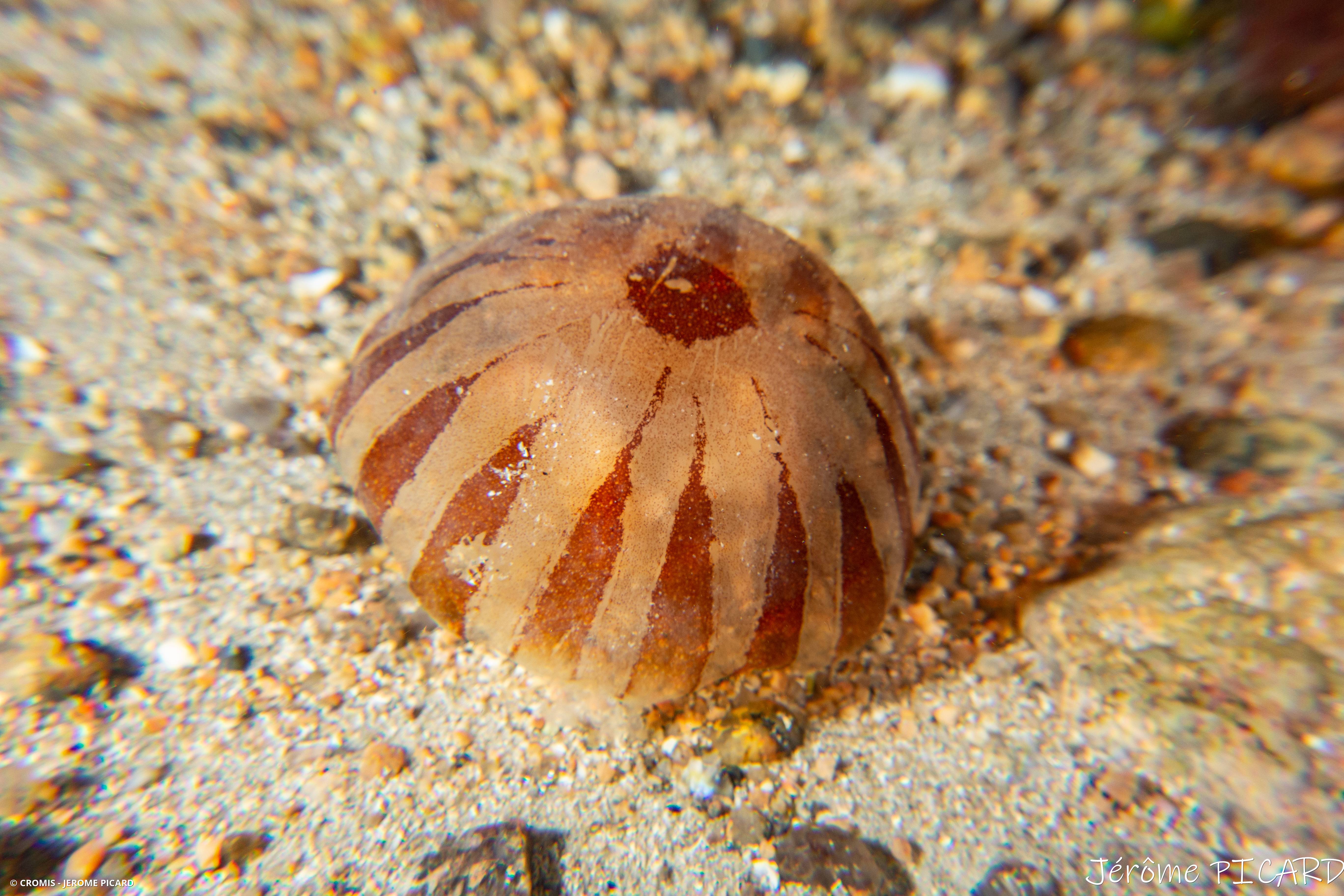Méduse rayonnée