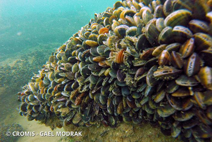 Moule commune