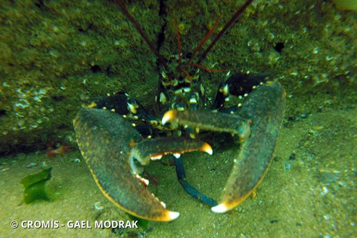 Homard européen