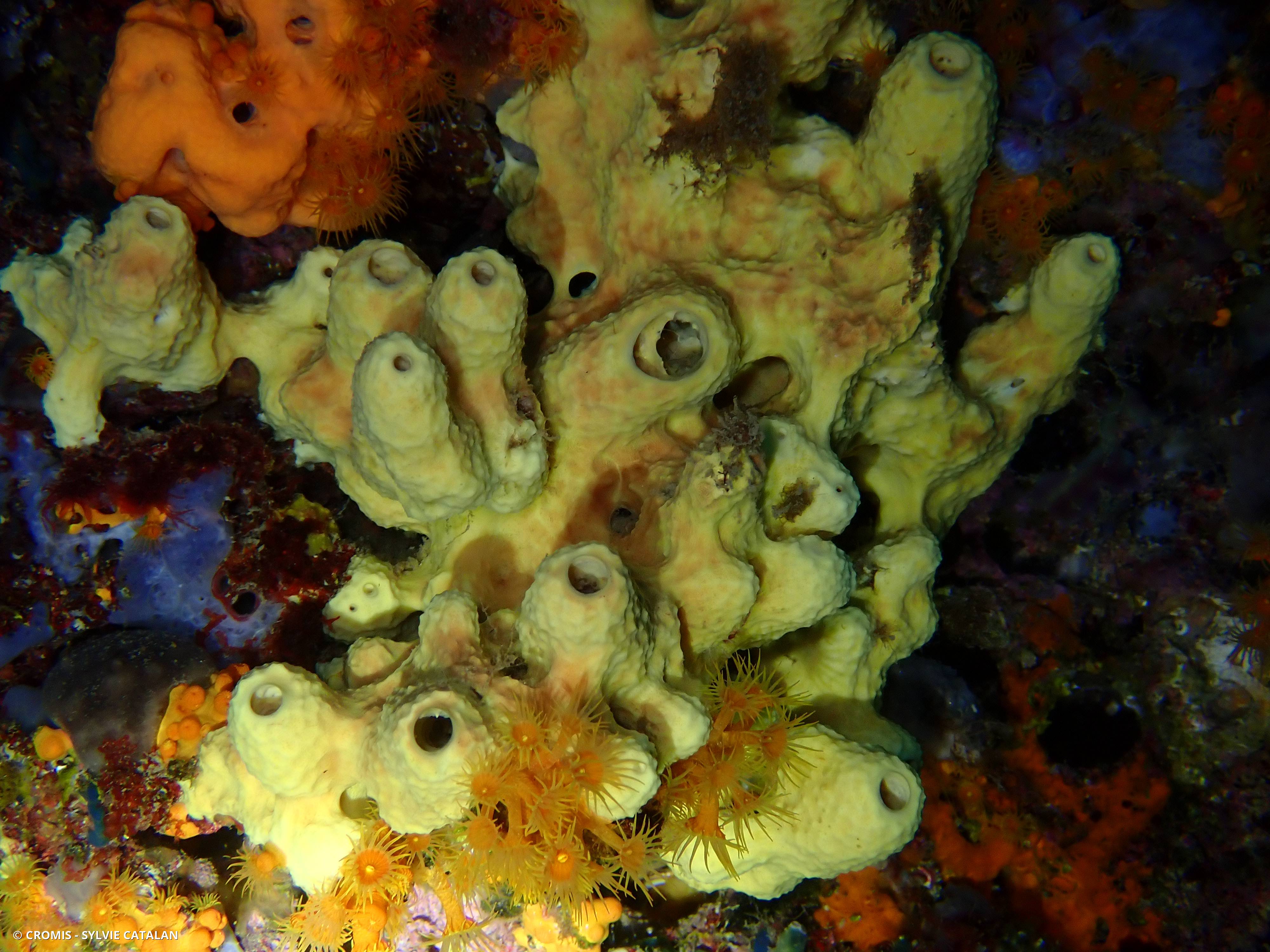 Eponge cavernicole jaune