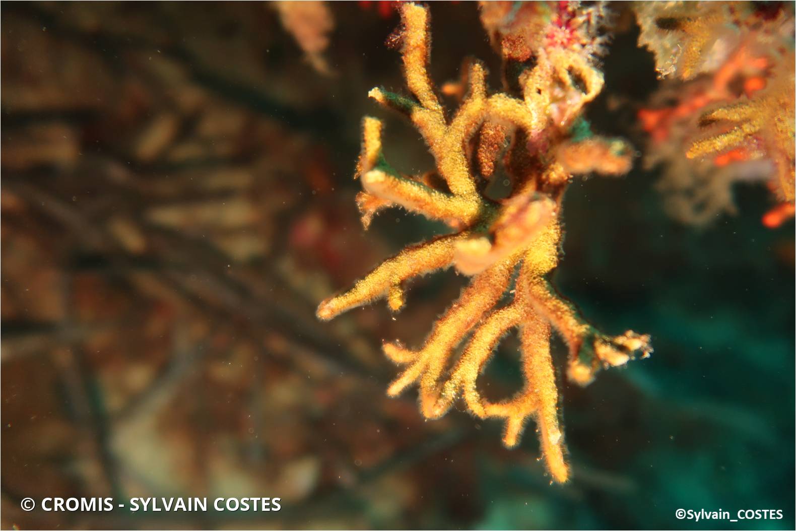 Bryozoaire bois de cerf