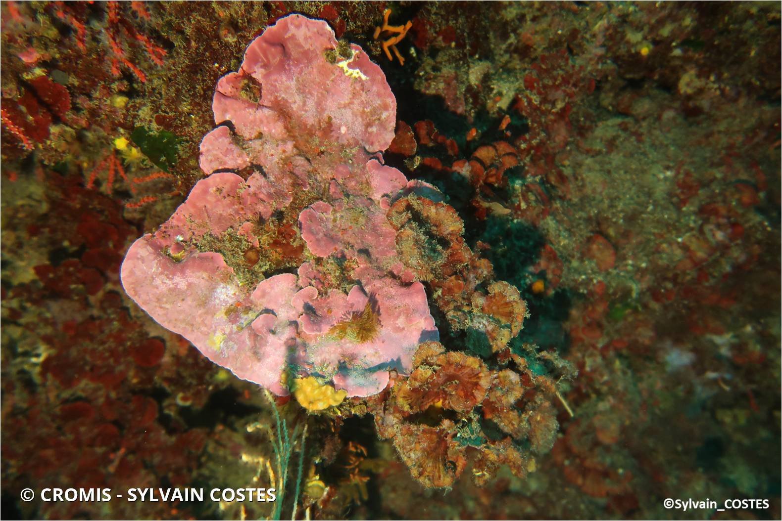 Grand mésophylle