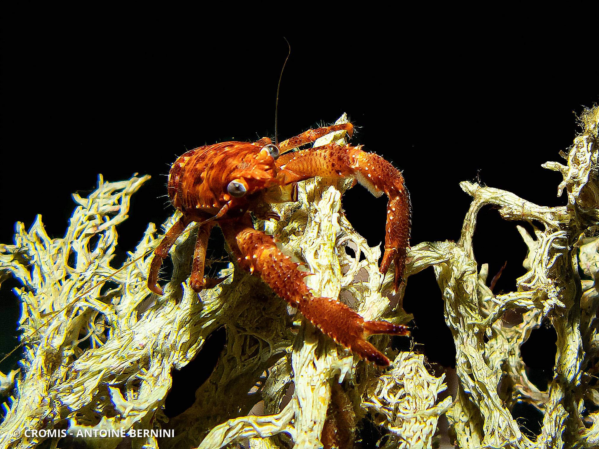 Galathée bicolore