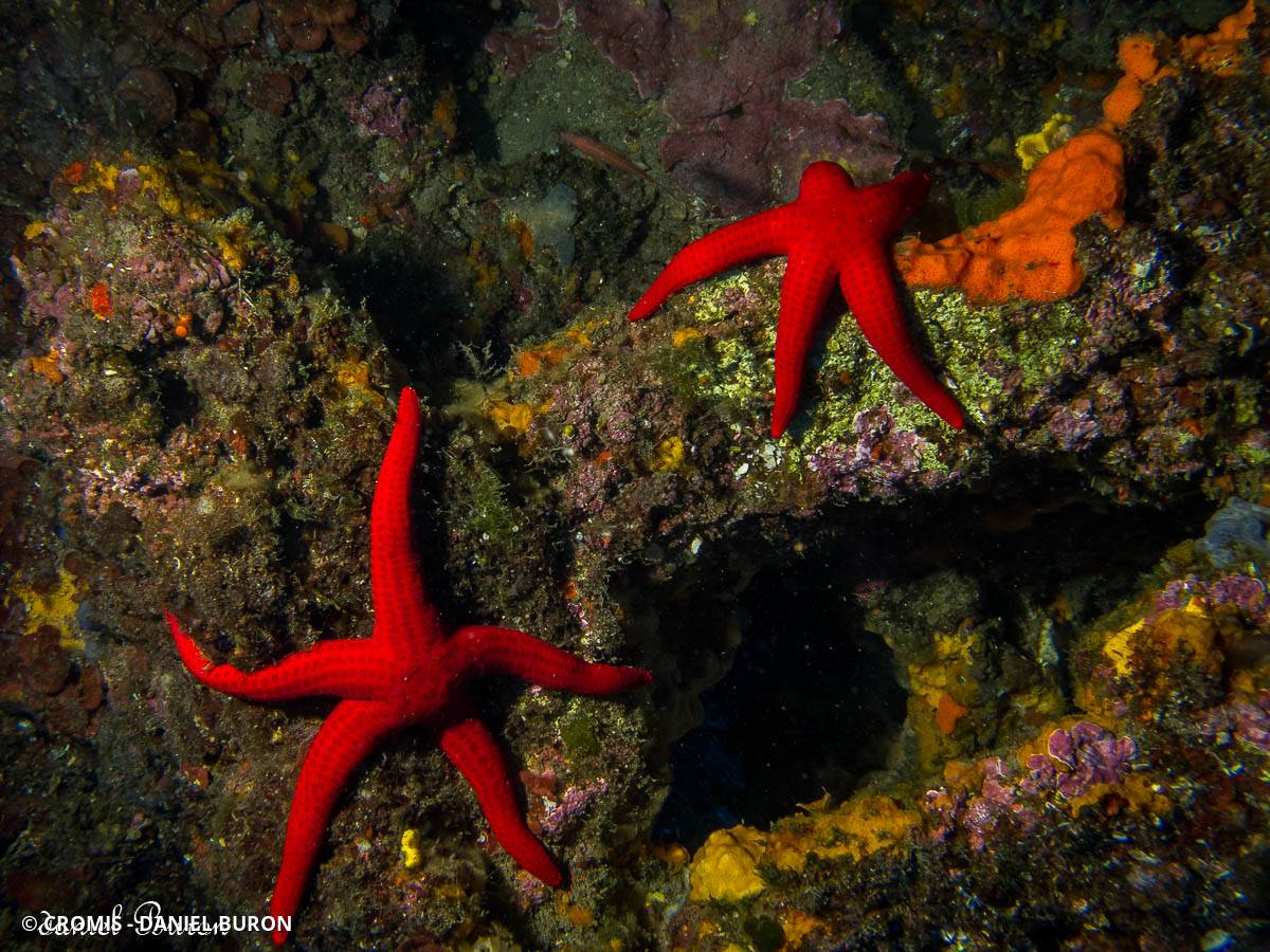 Etoile de mer lisse