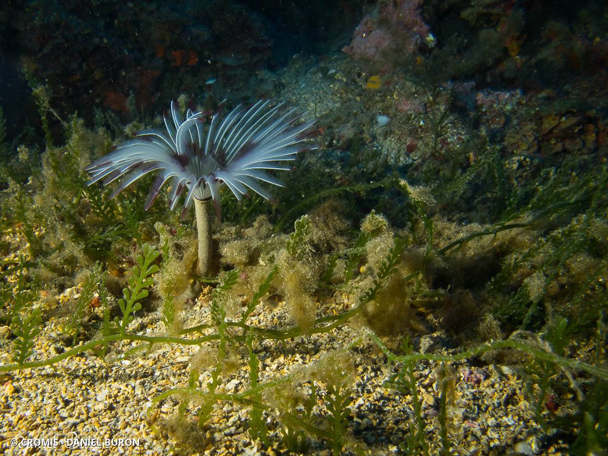 Caulerpe cylindracée