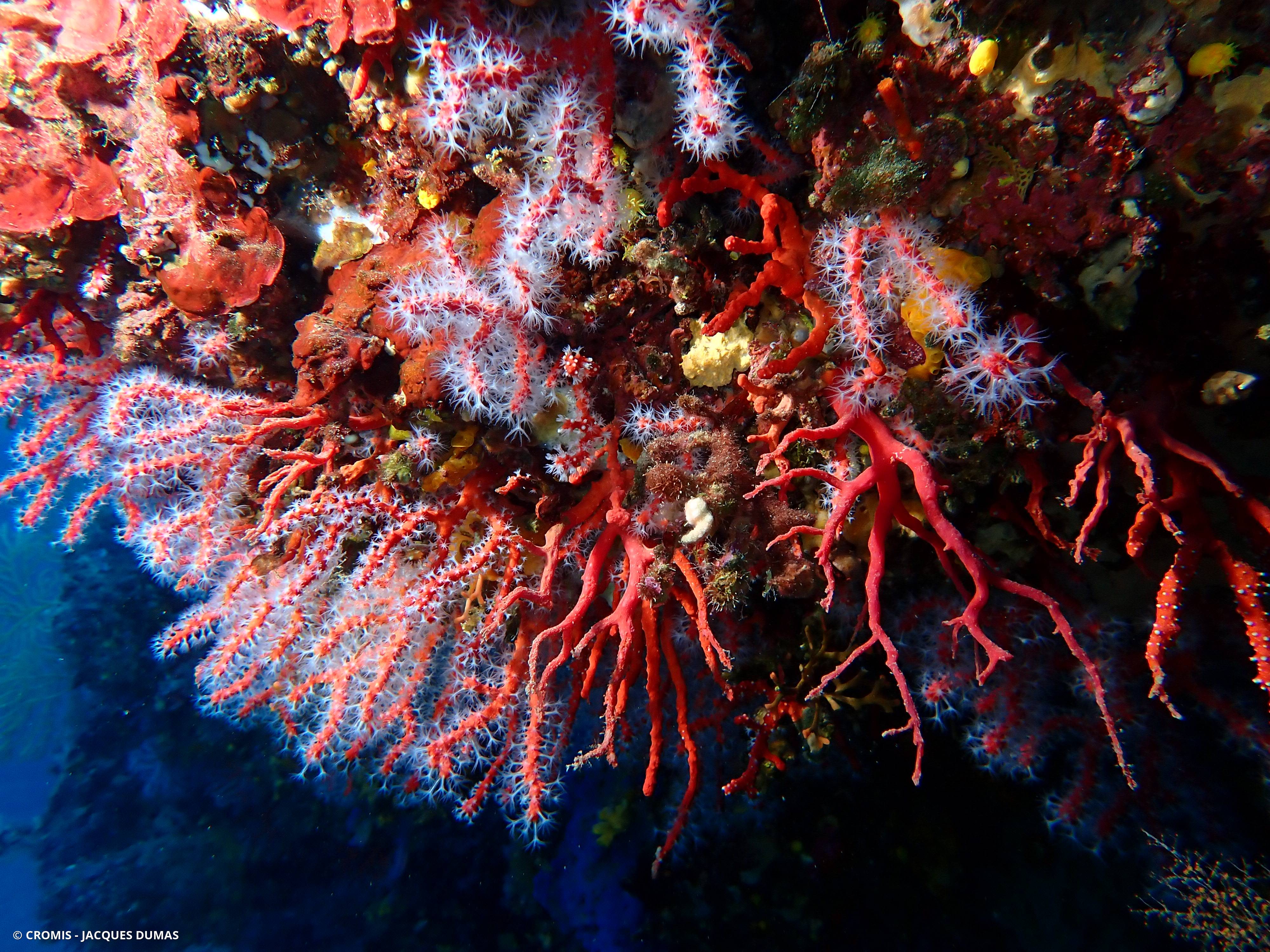 Corail rouge de Méditerranée
