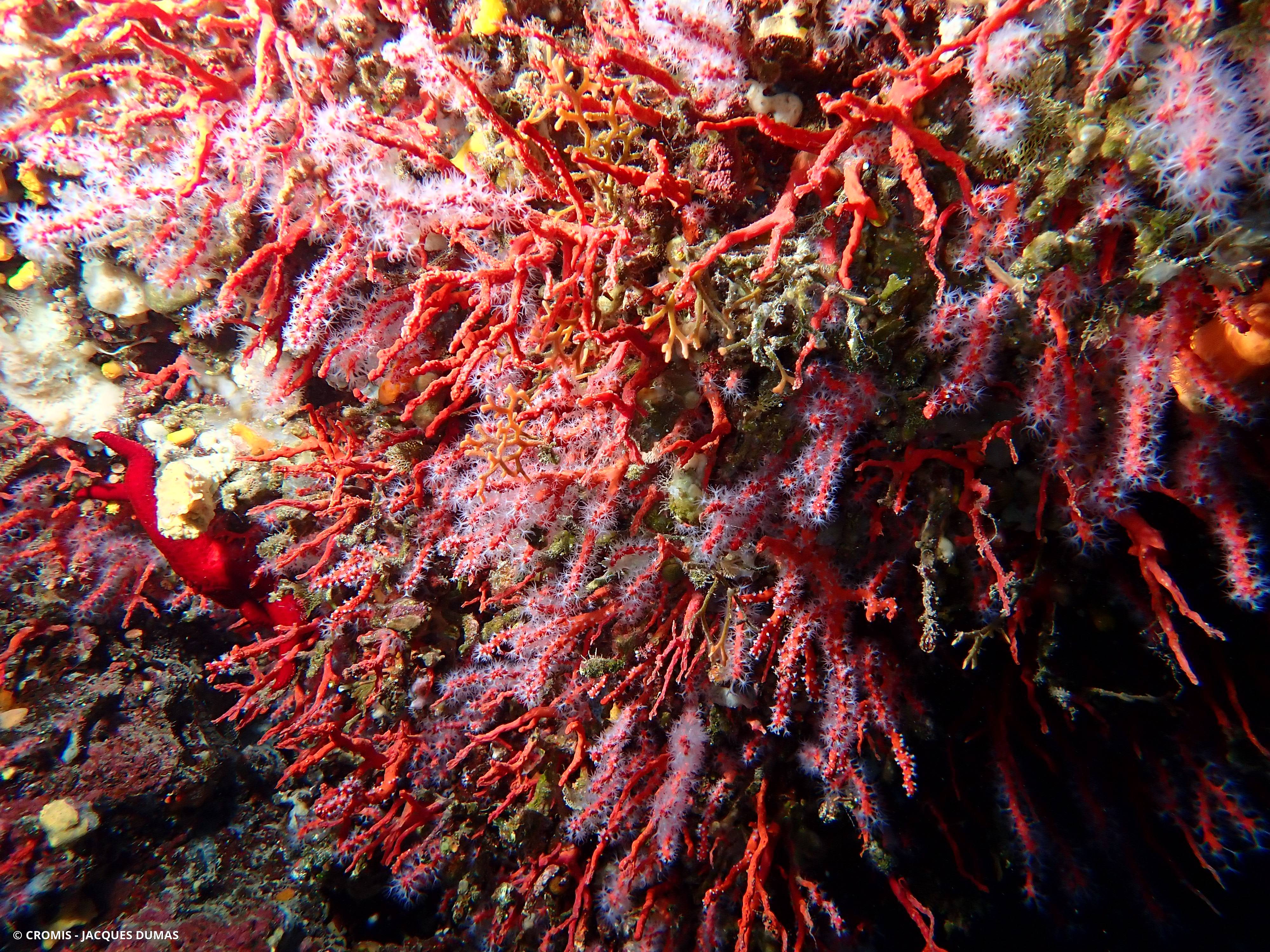 Corail rouge de Méditerranée