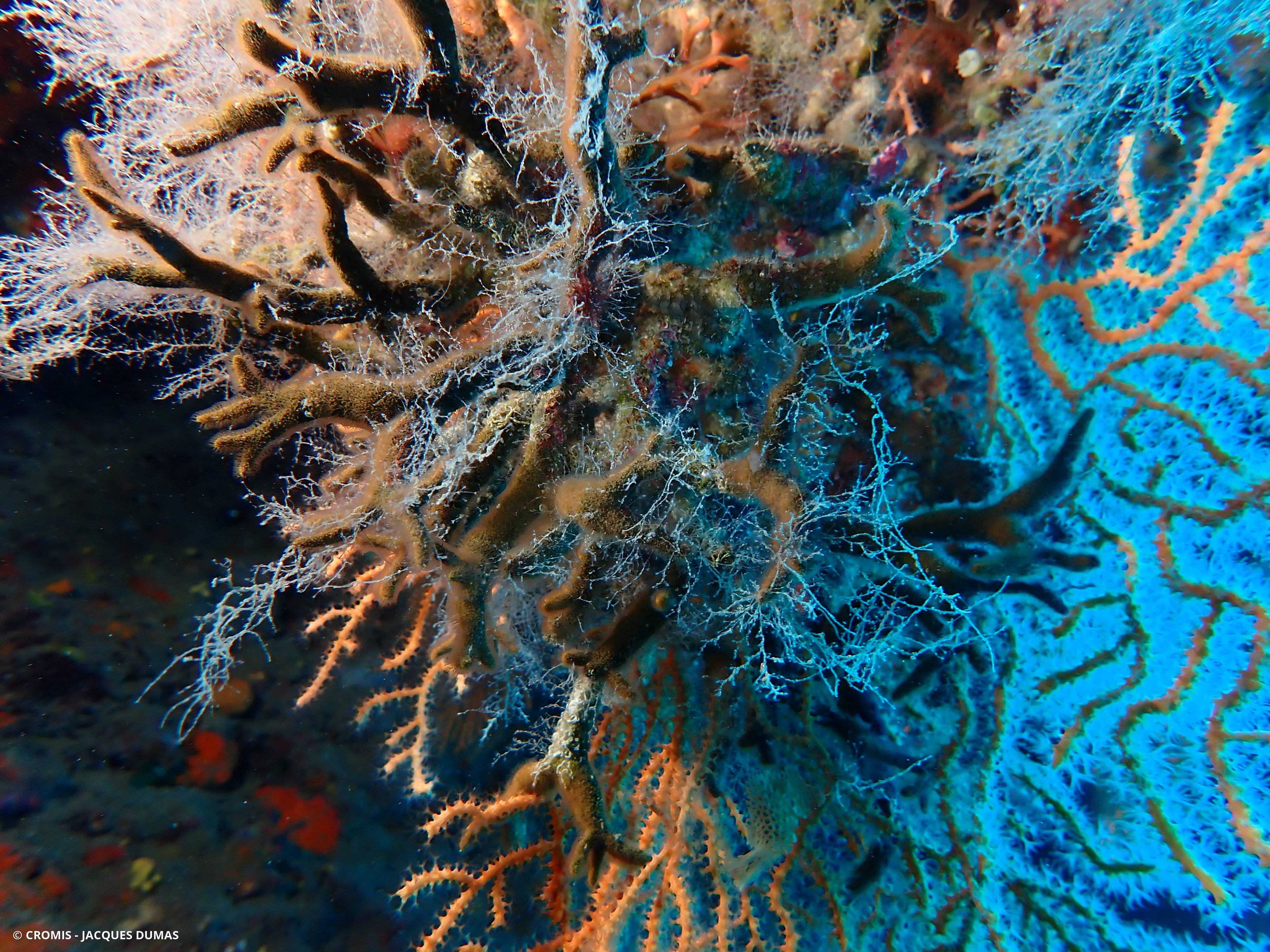 Turbicellépore cornu de Méditerranée
