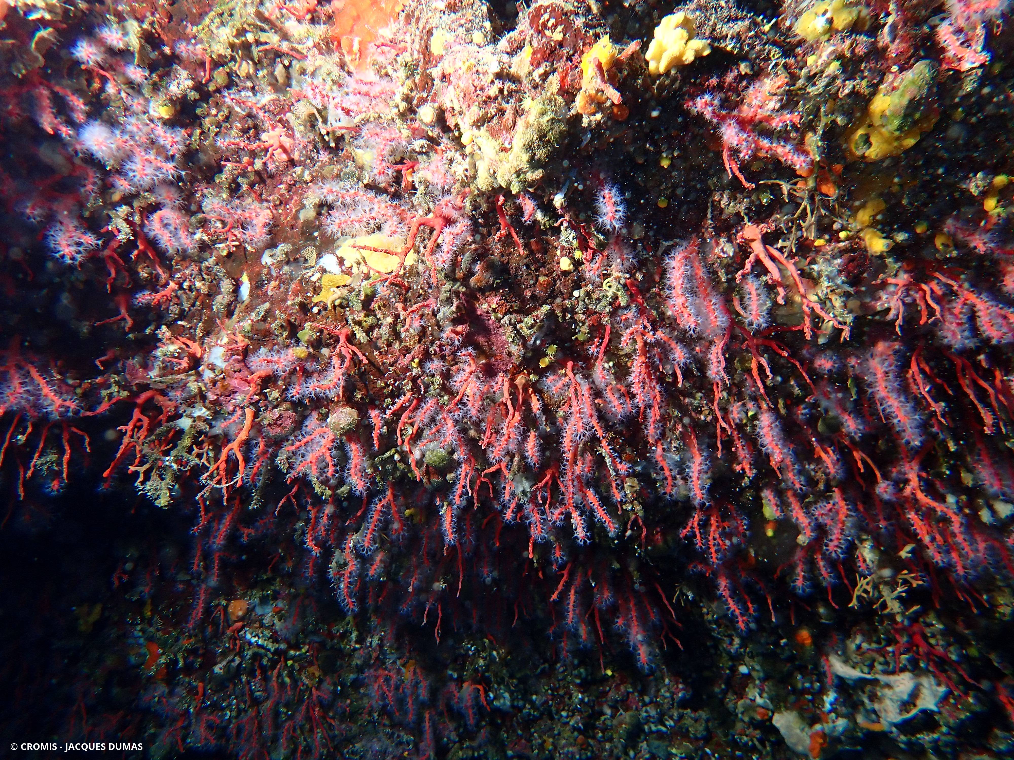 Corail rouge de Méditerranée