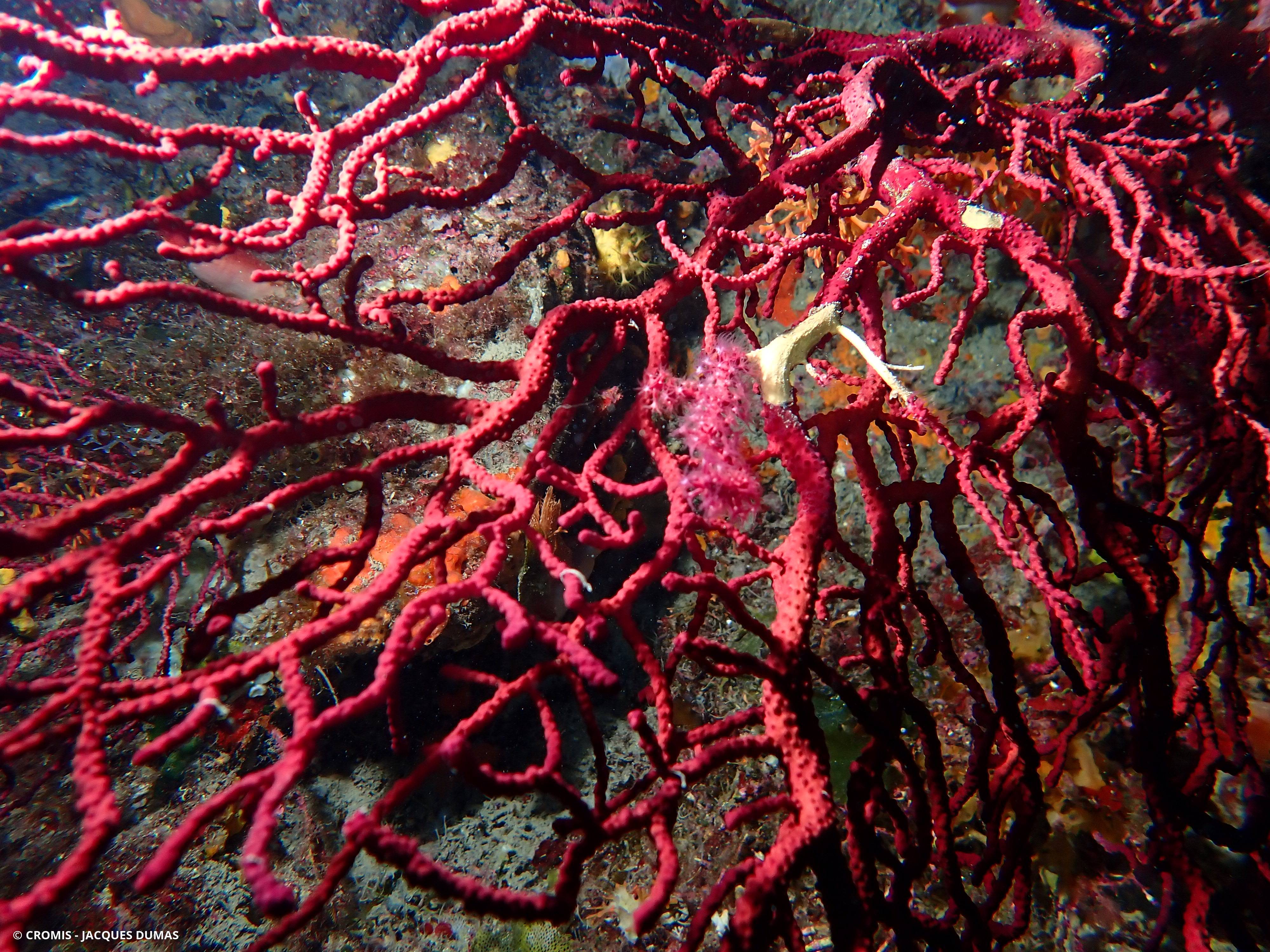 Gorgone morte/nécrosée