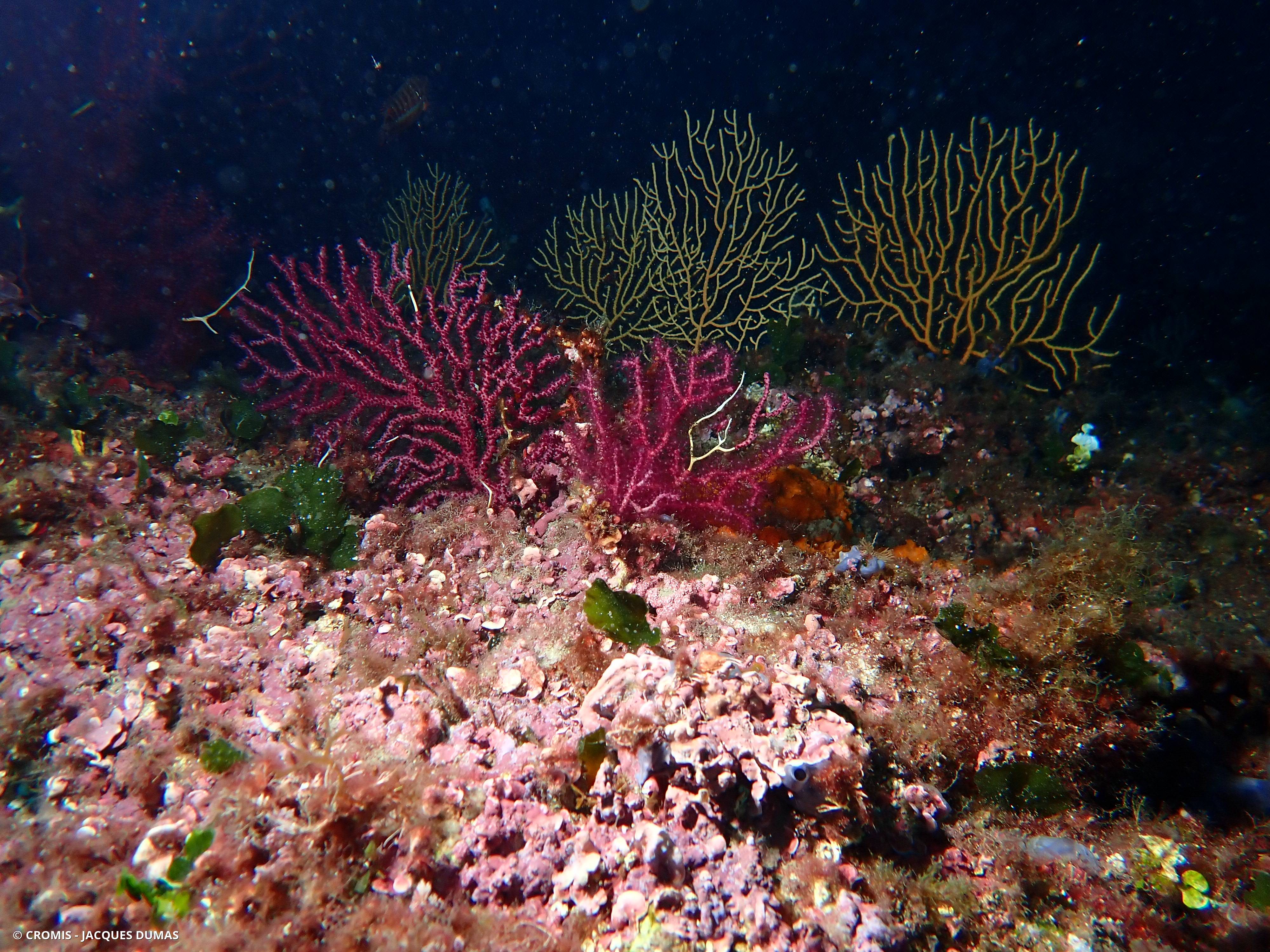 Gorgone morte/nécrosée