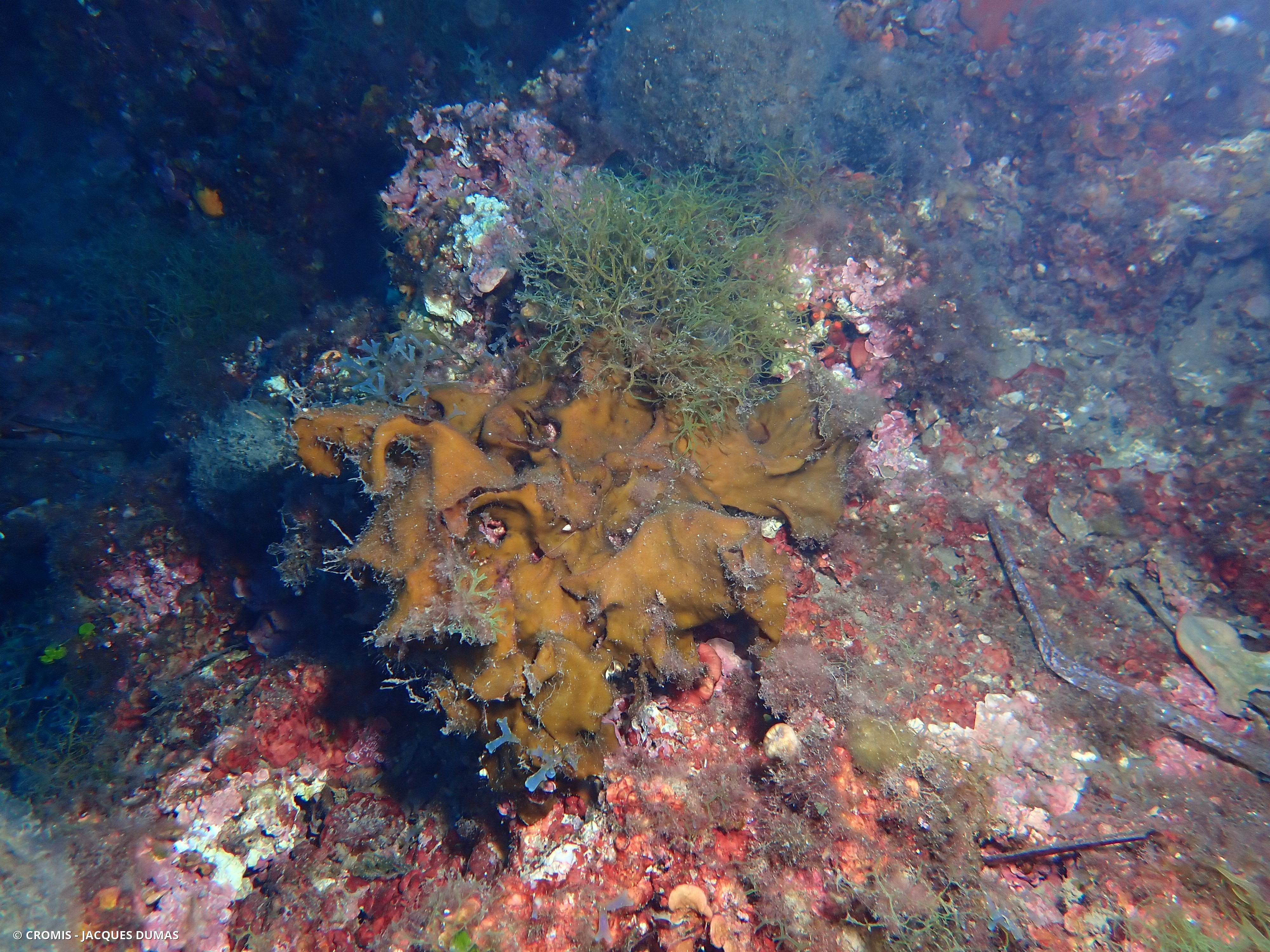 Zanardinia
