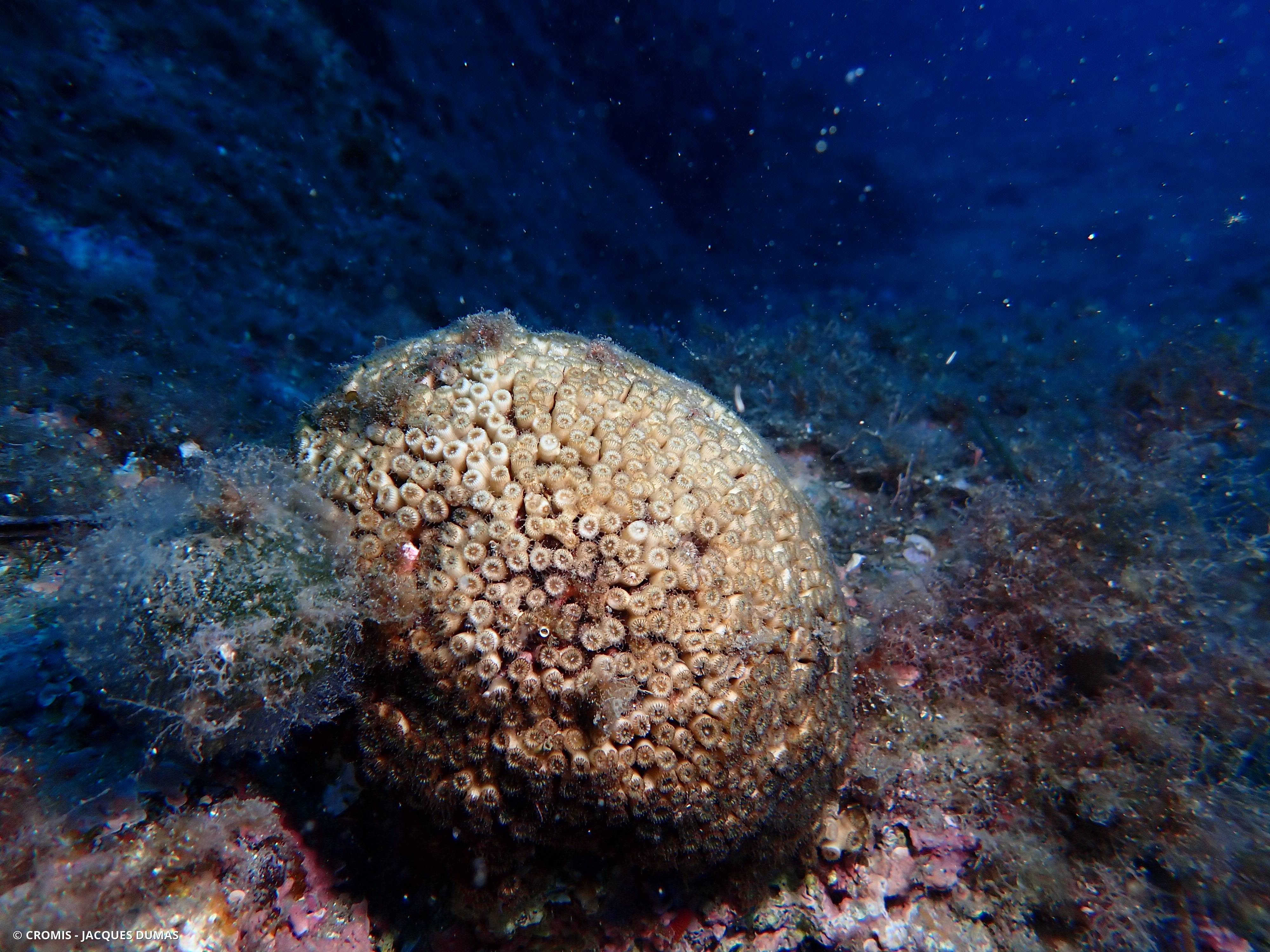 Cladocore en touffe