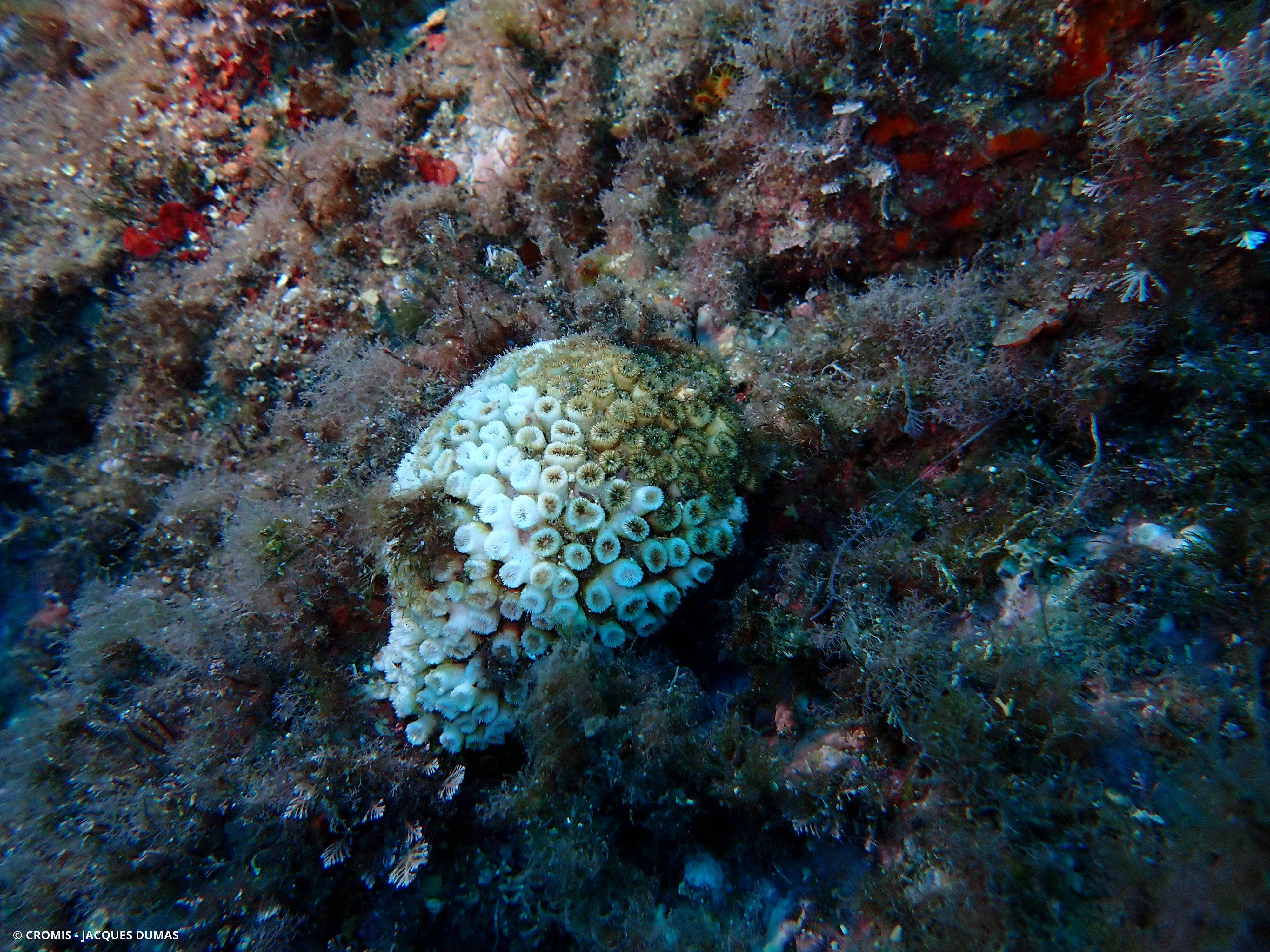 Cladocore en touffe