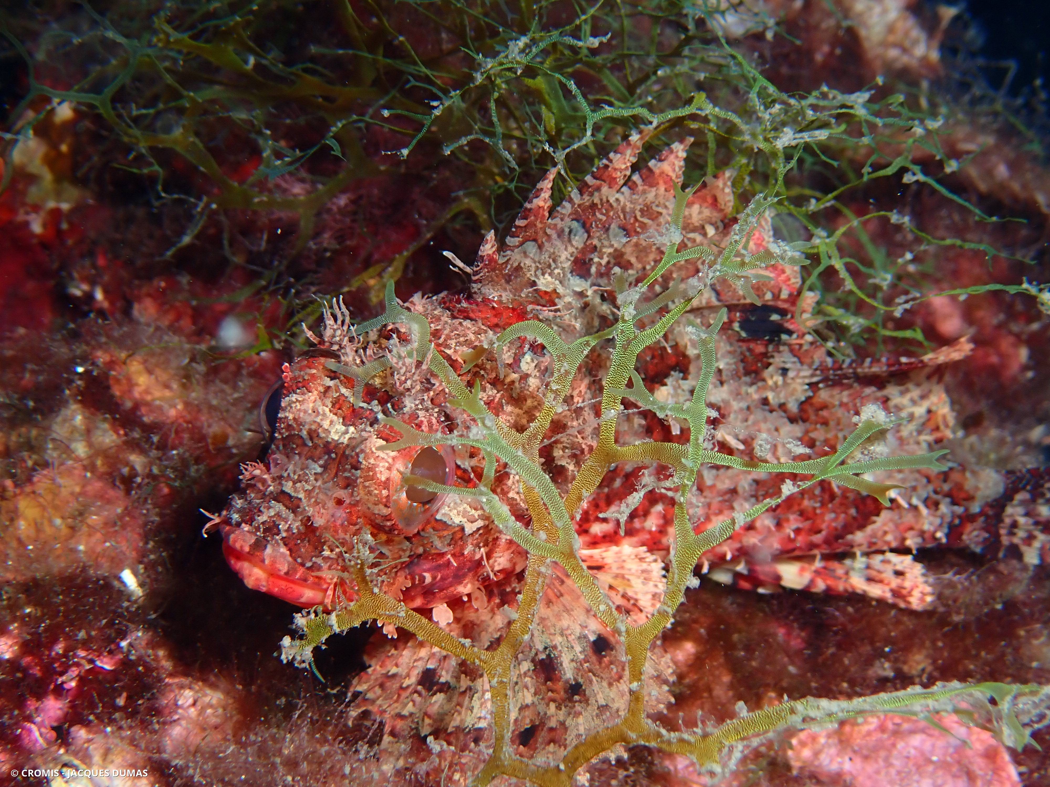 Dictyote