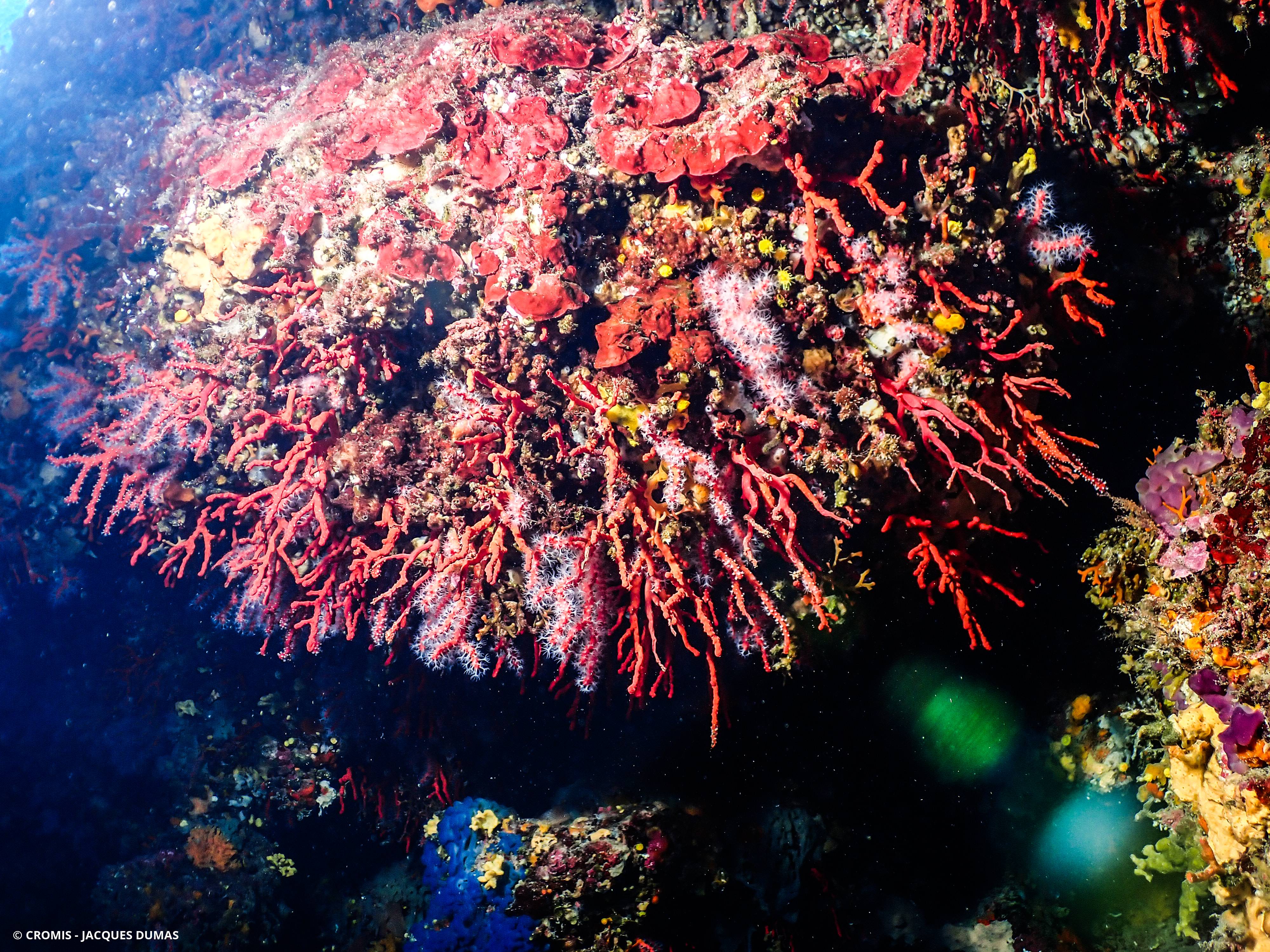 Corail rouge de Méditerranée