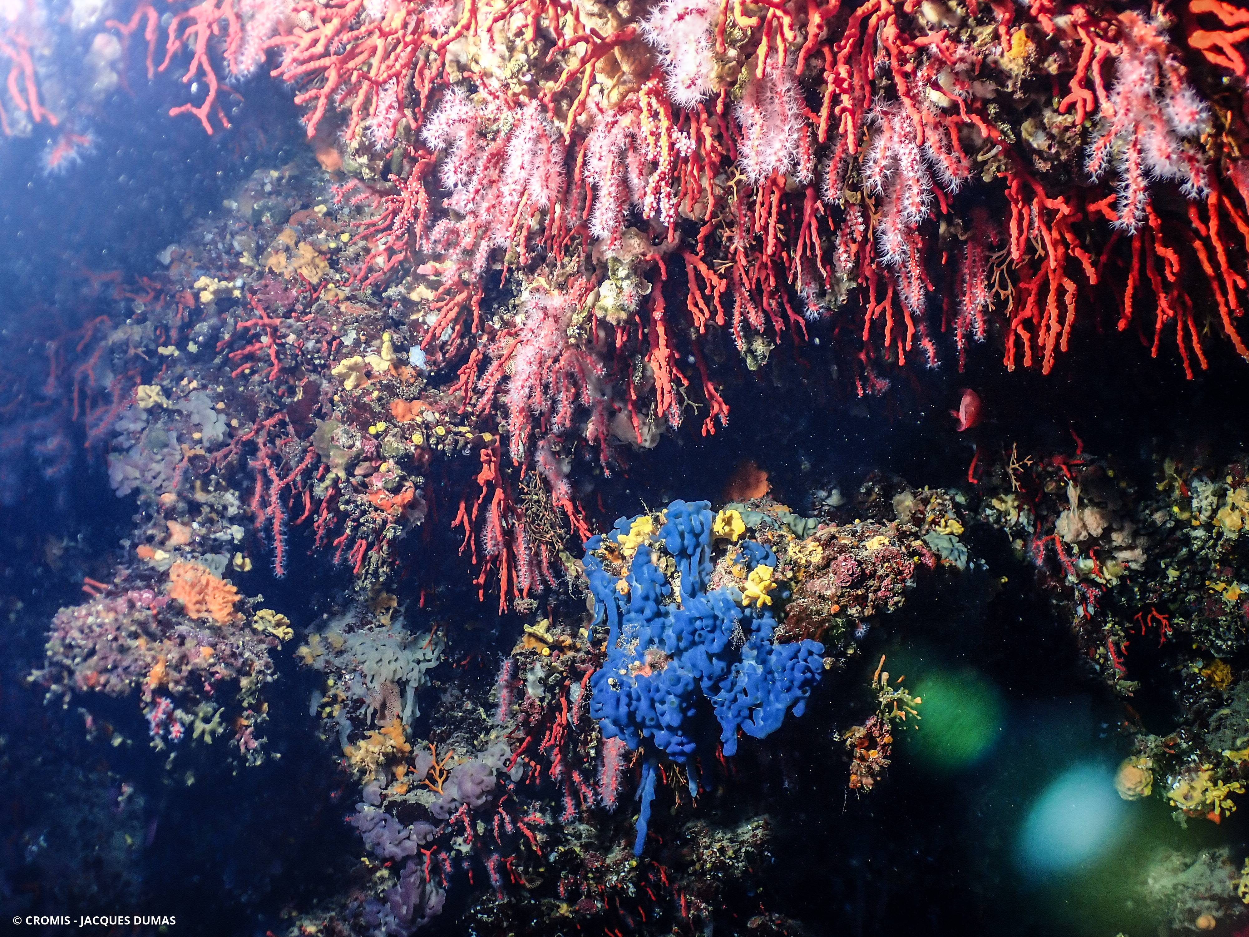 Corail rouge de Méditerranée