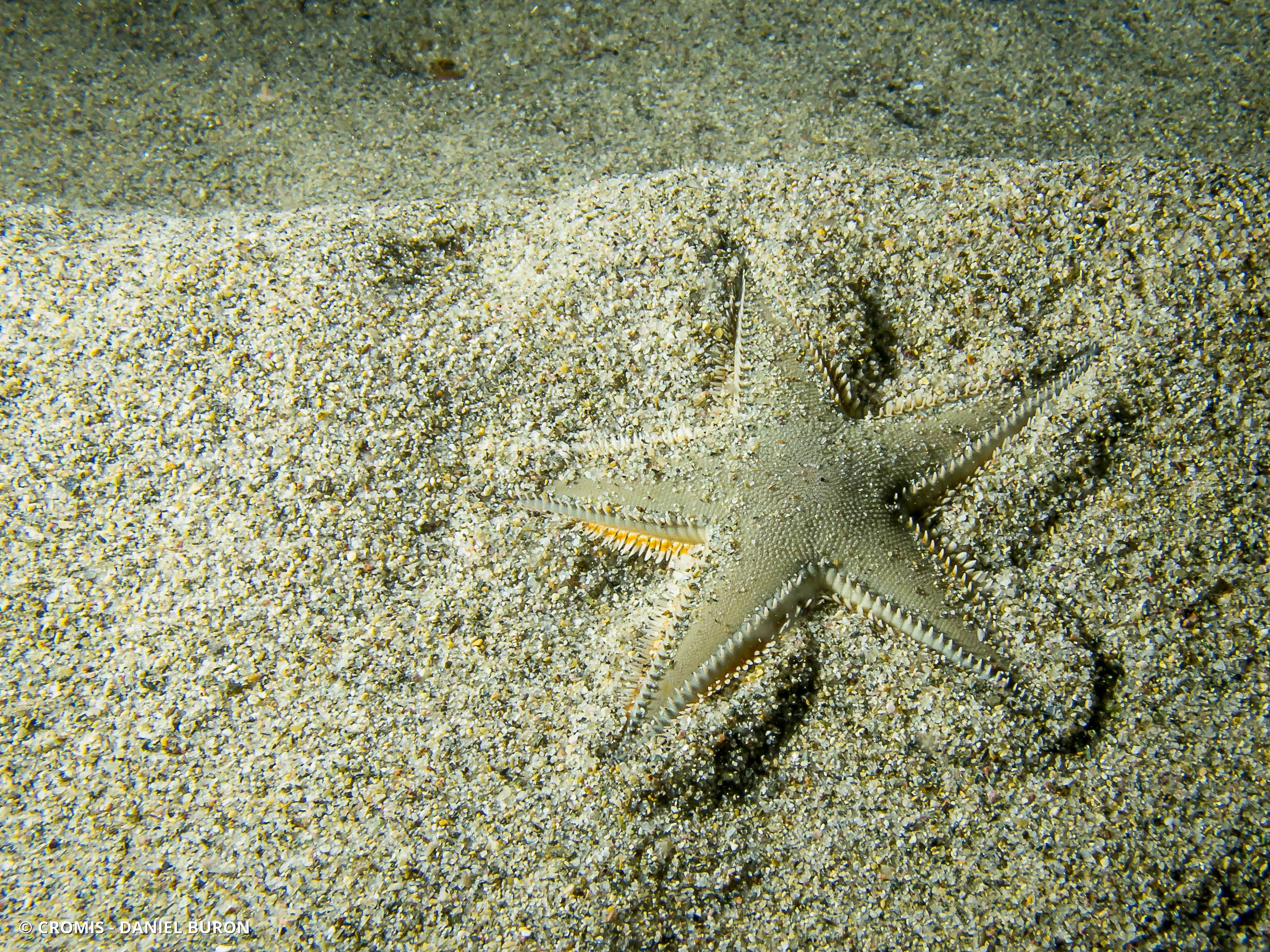 Etoile peigne de Johnston