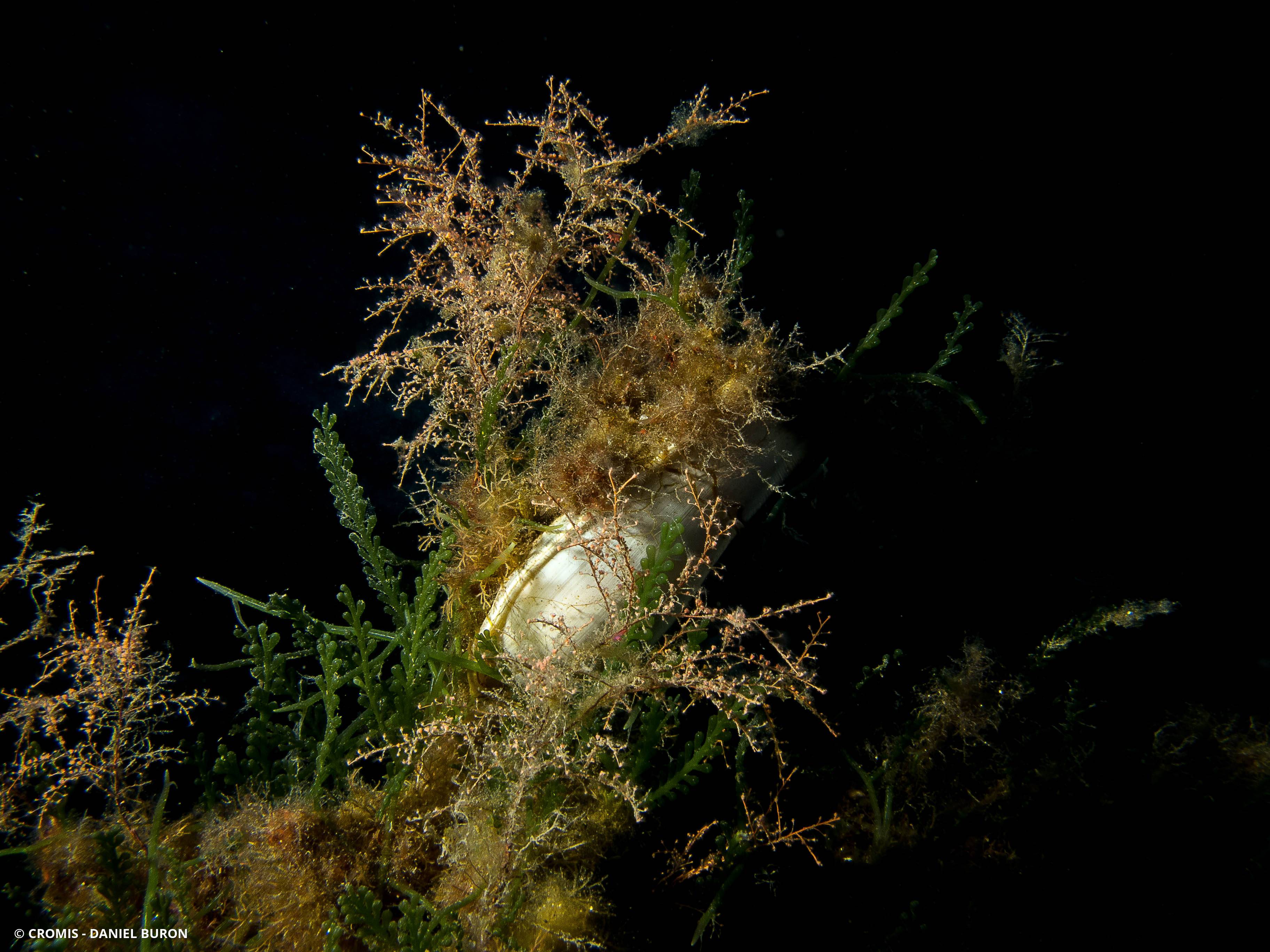 Caulerpe cylindracée