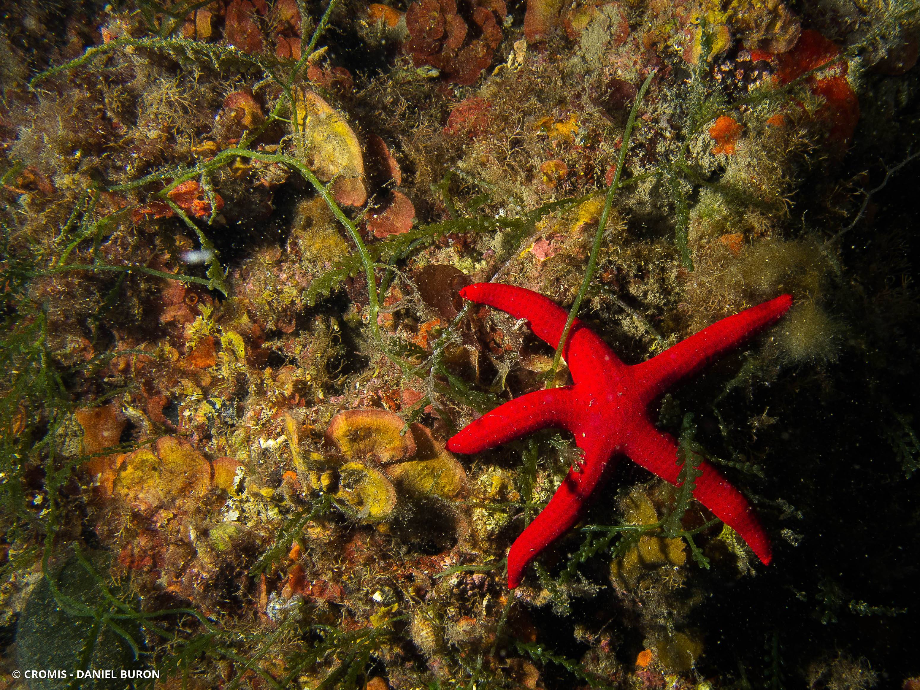 Etoile de mer lisse