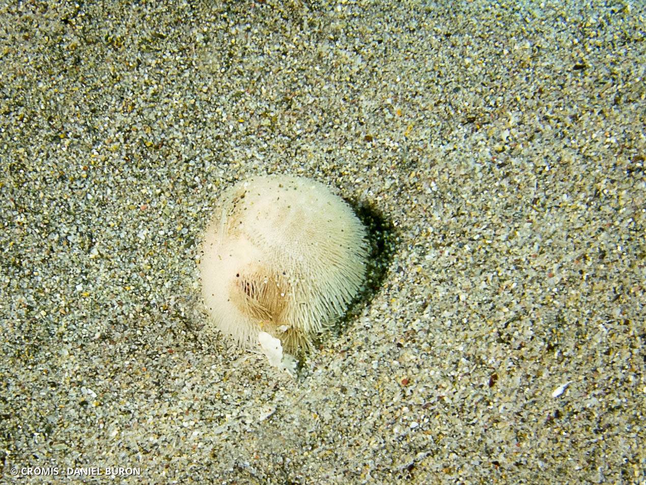 Oursin cœur de Méditerranée