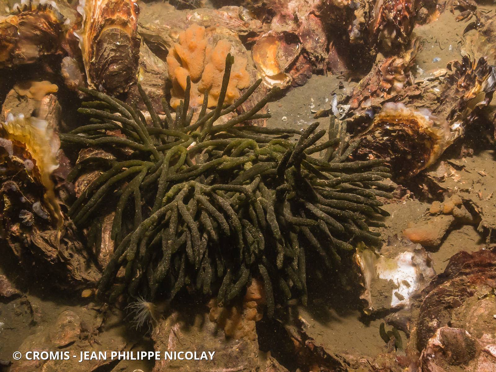 Codium tomenteux