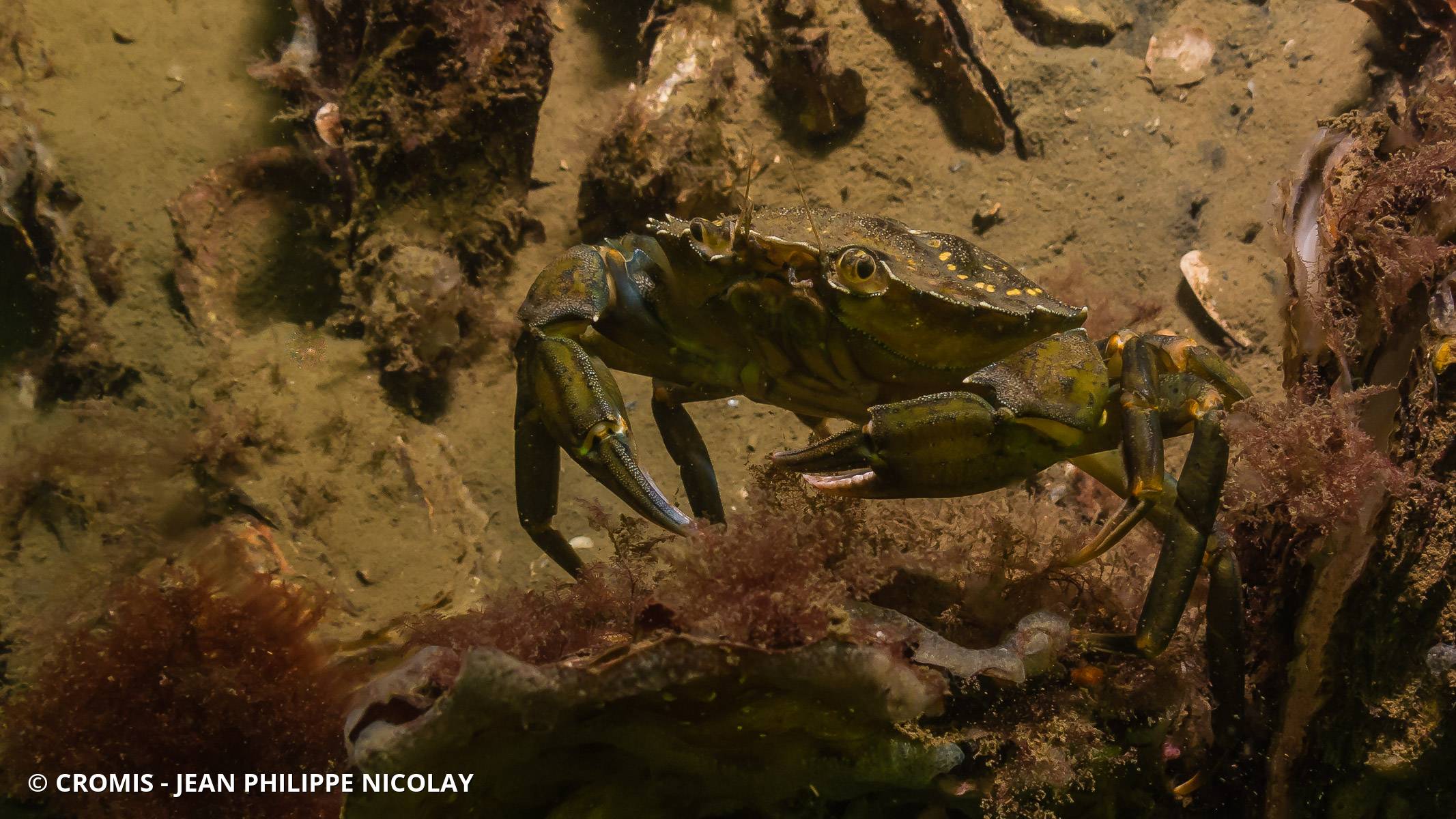 Crabe vert