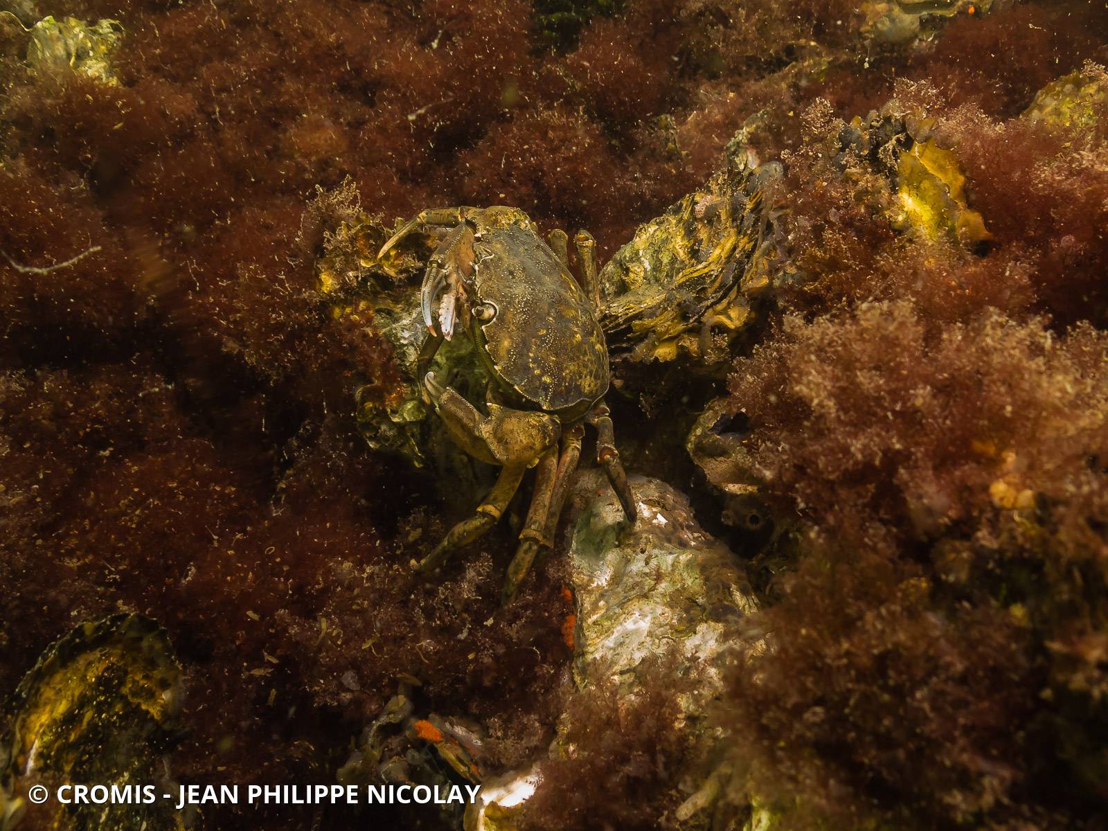 Crabe vert