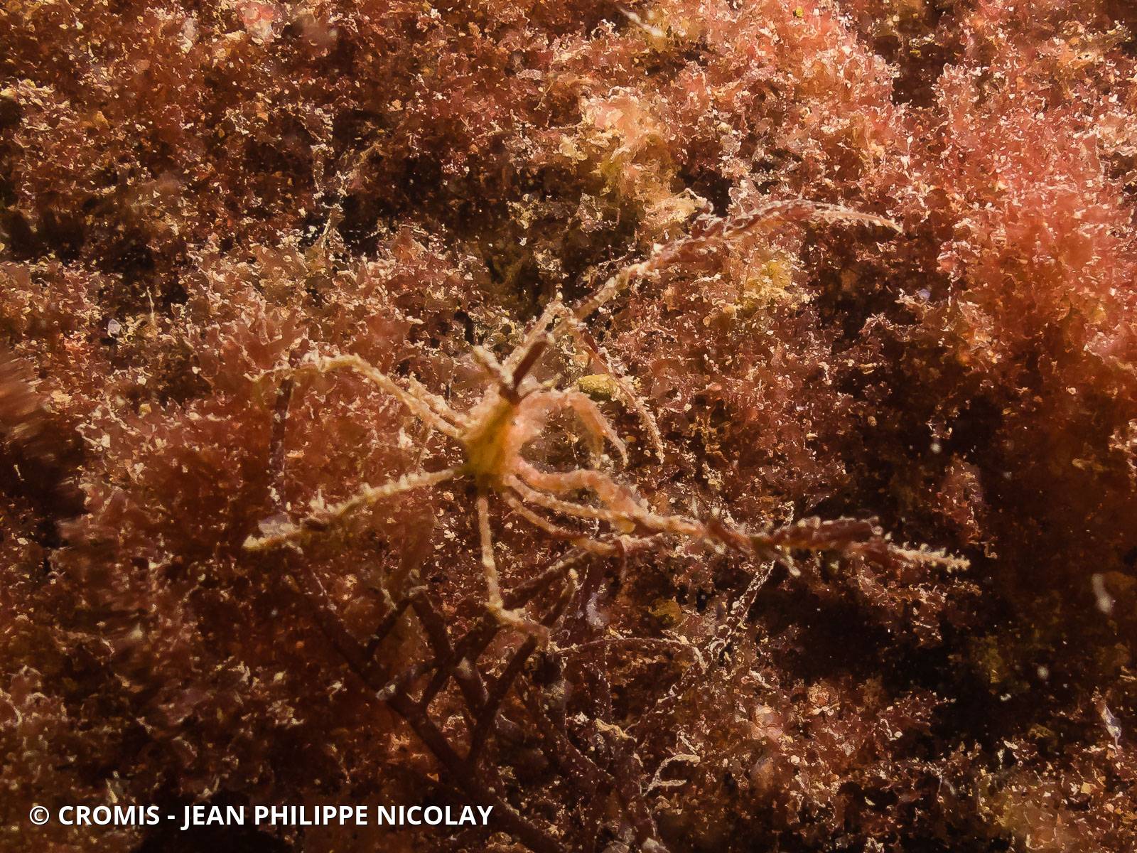 Macropode rostré