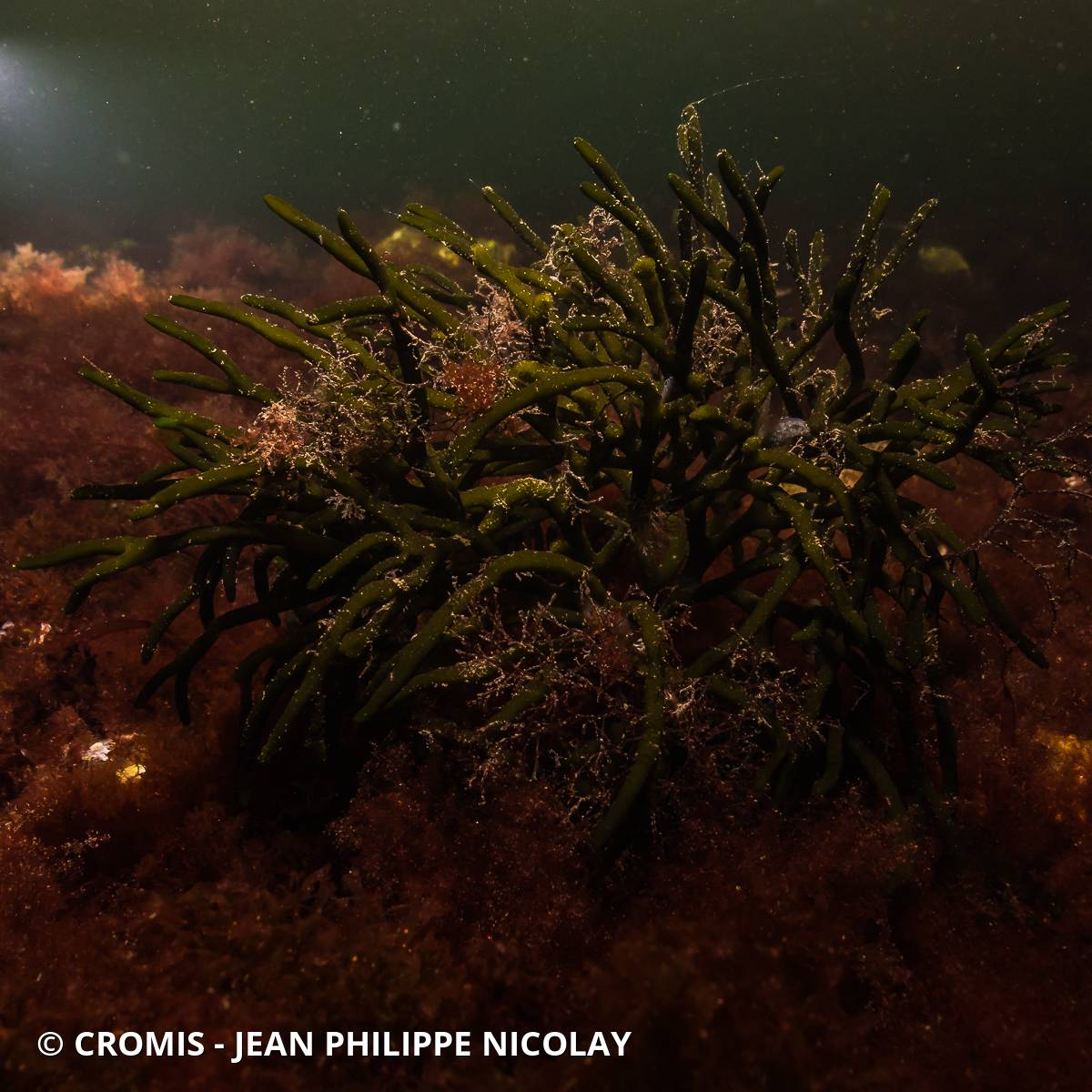 Codium tomenteux