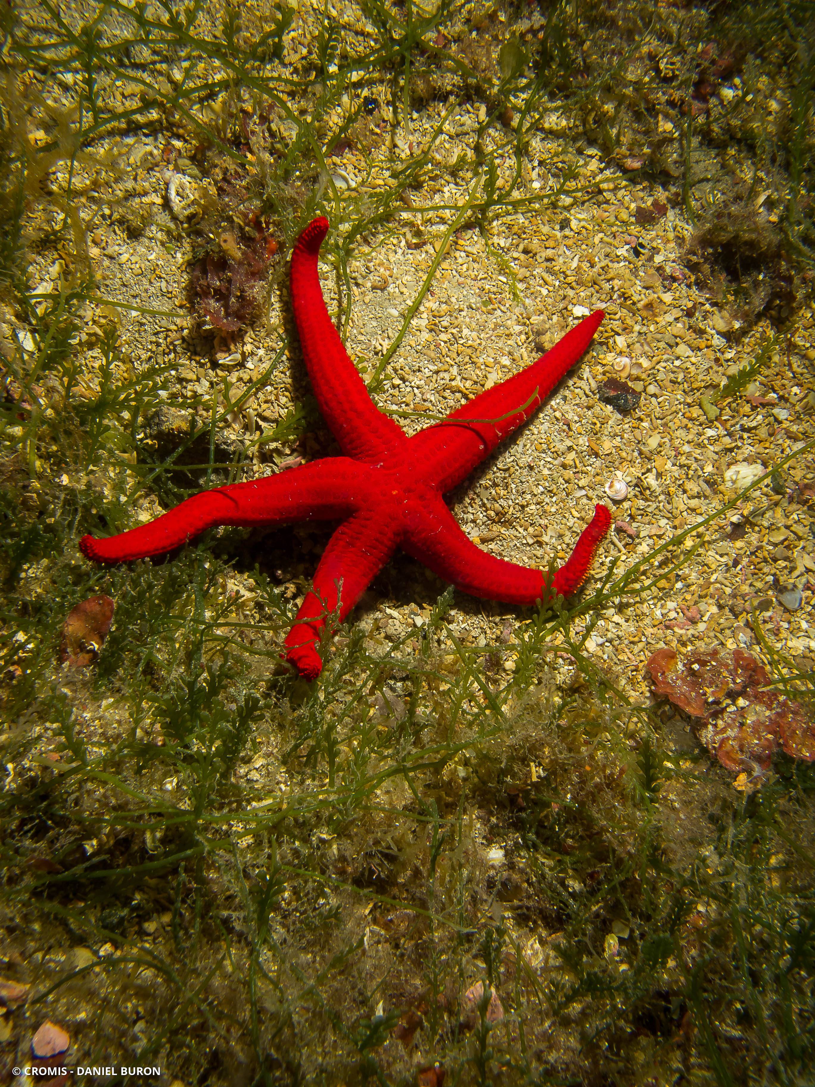 Etoile de mer lisse