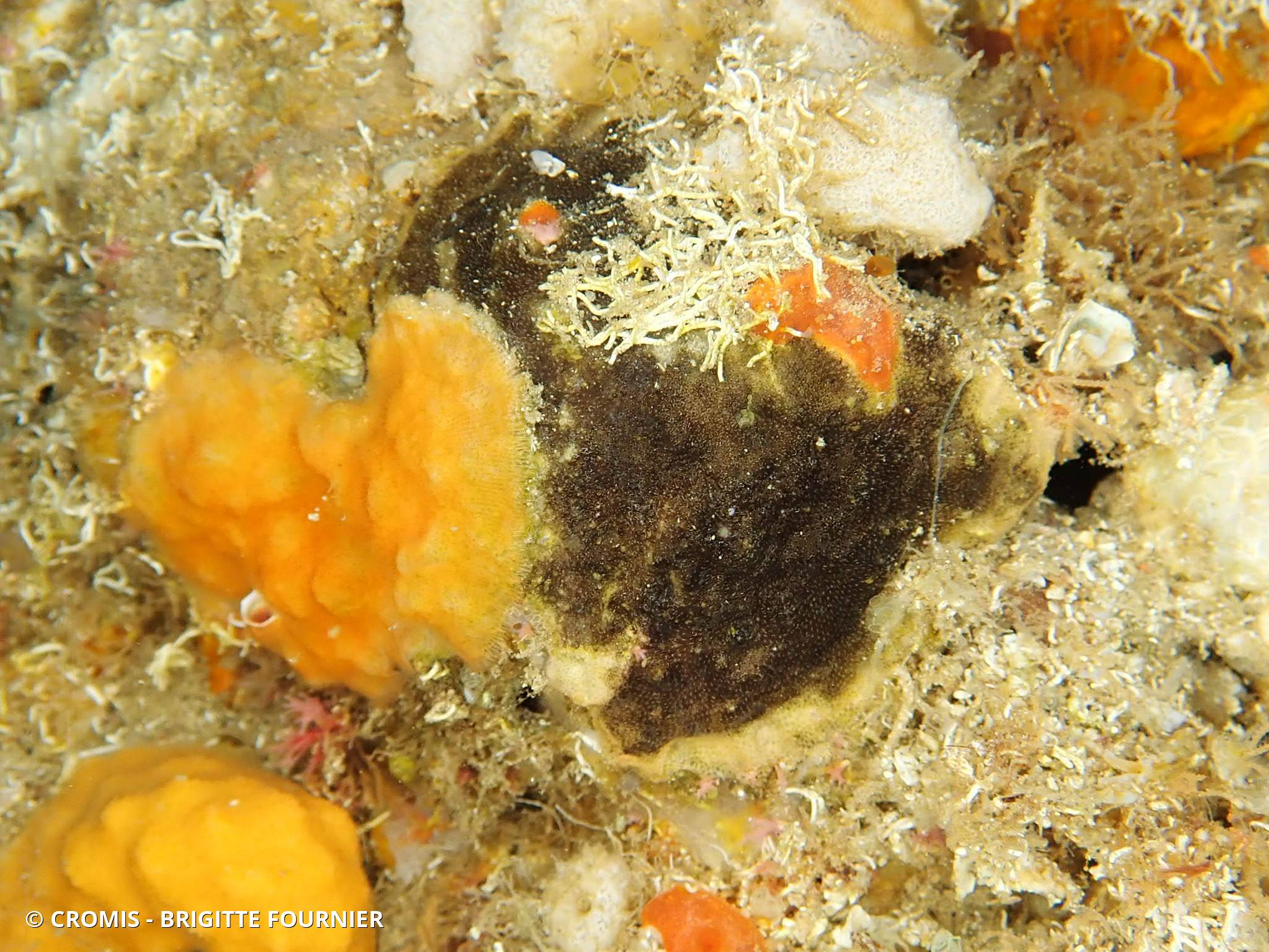 Bryozoaire encroûtant noir