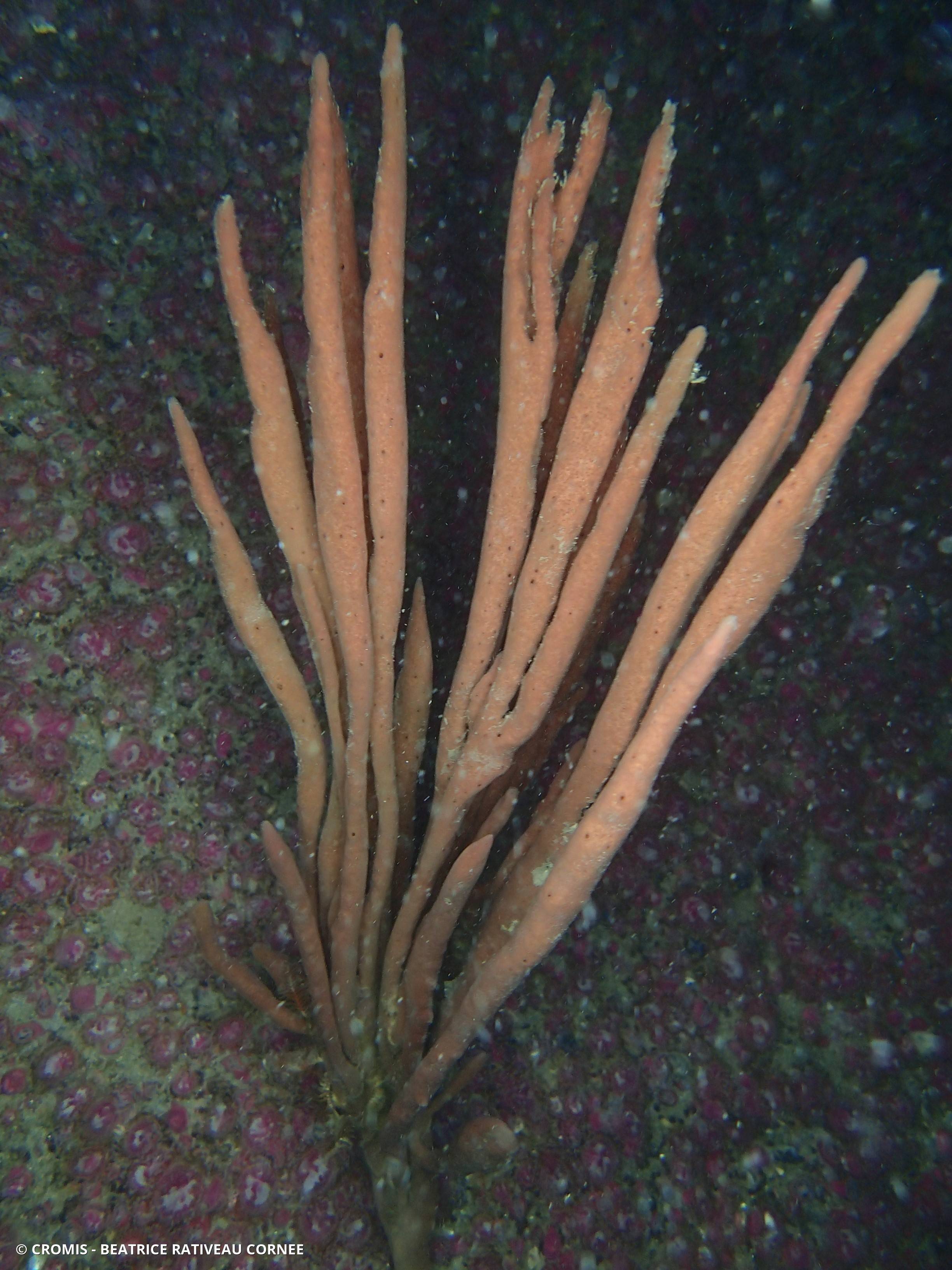 Chaline oculée