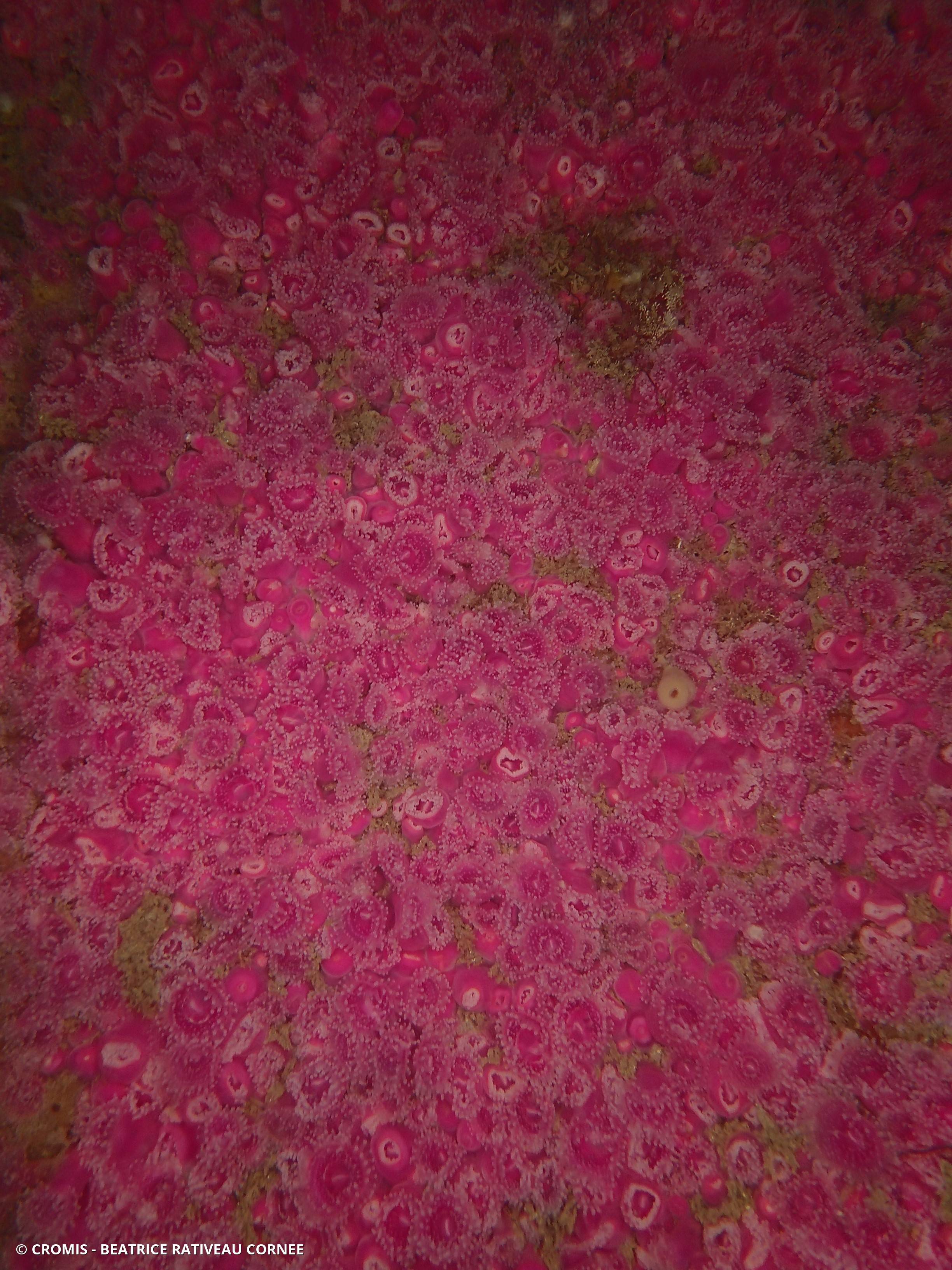 Anémone bijou