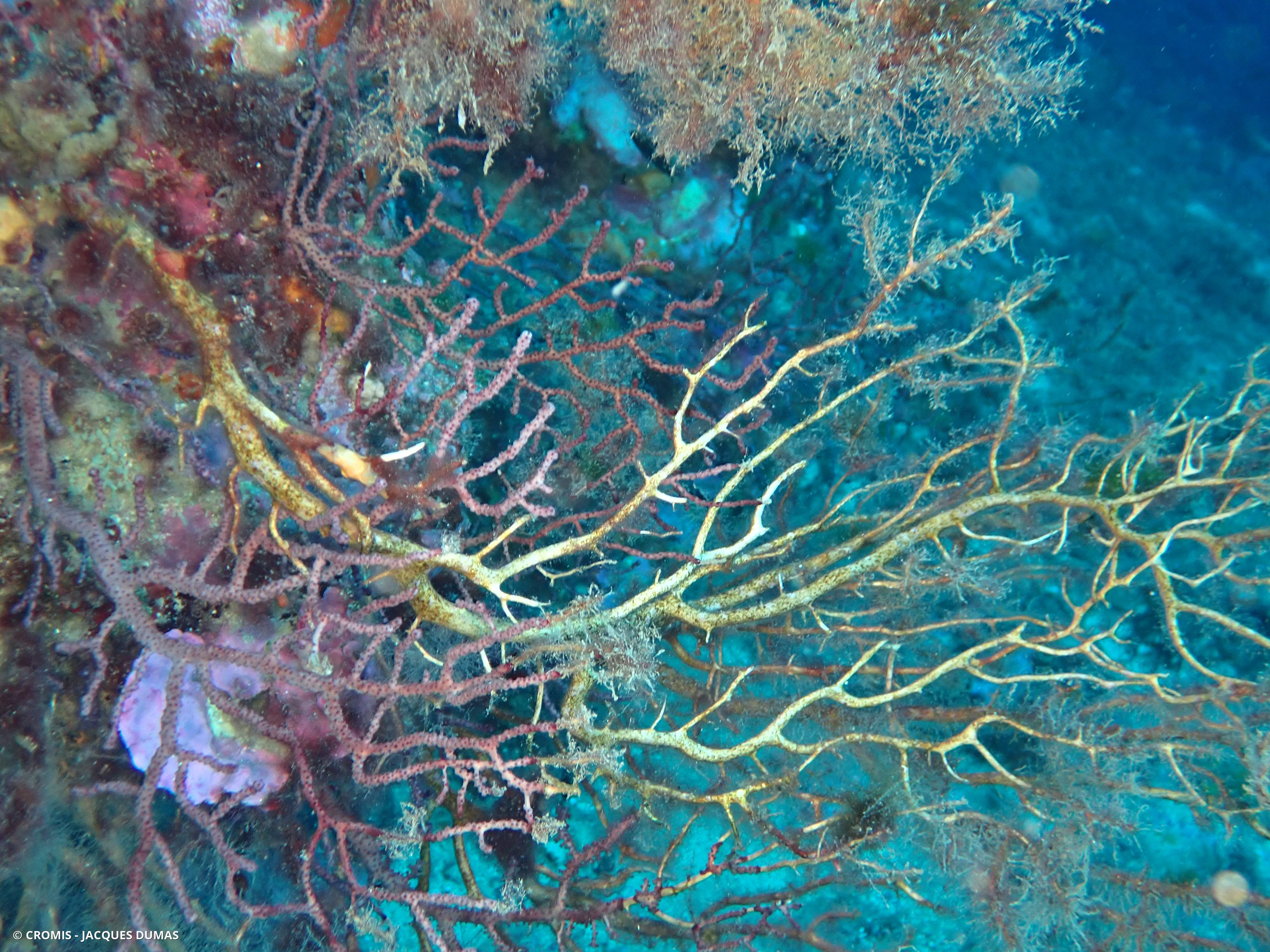Gorgone morte/nécrosée