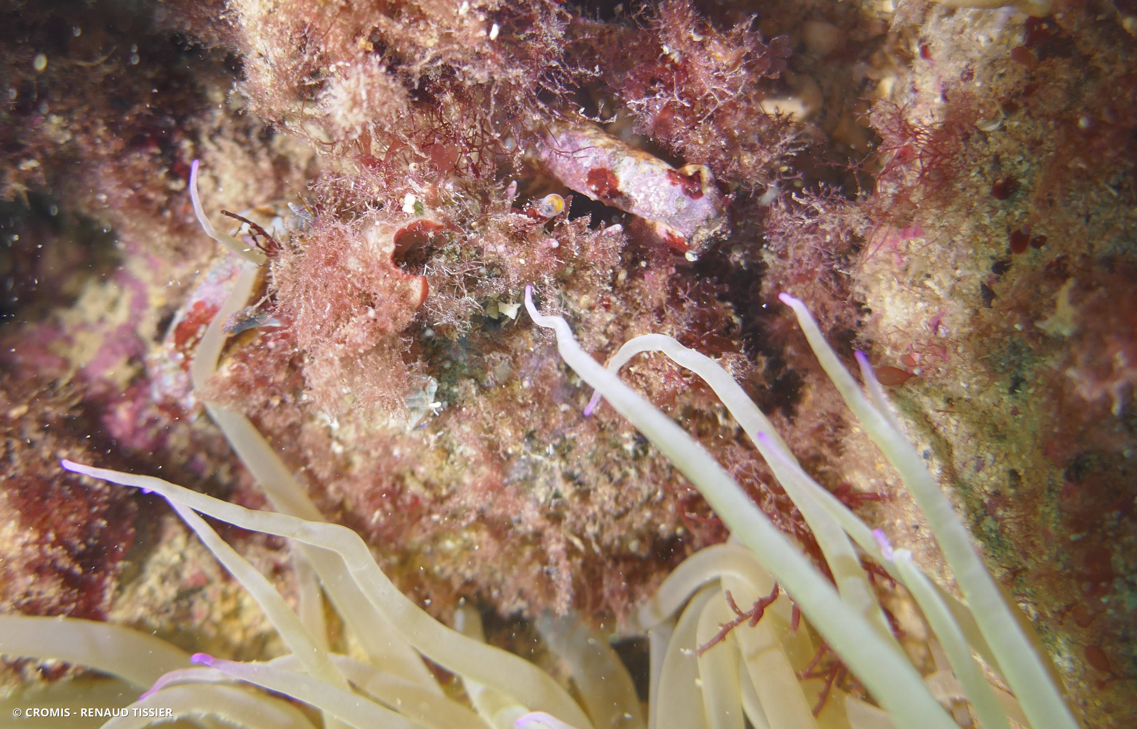 Grande araignée de Méditerranée