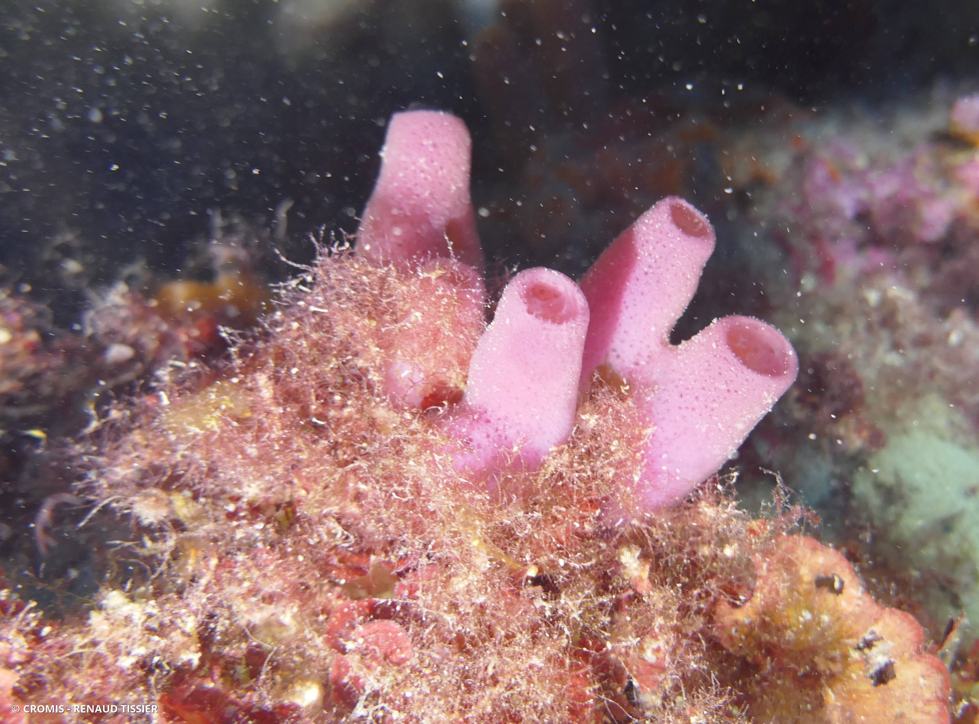 Eponge tubulaire rose