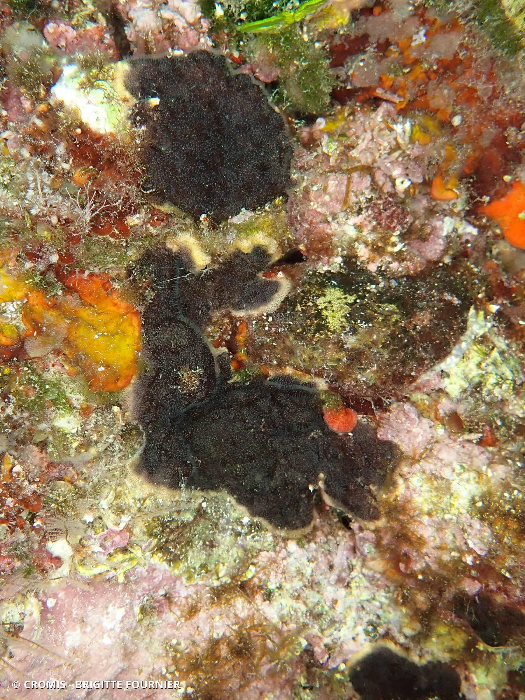 Bryozoaire encroûtant noir