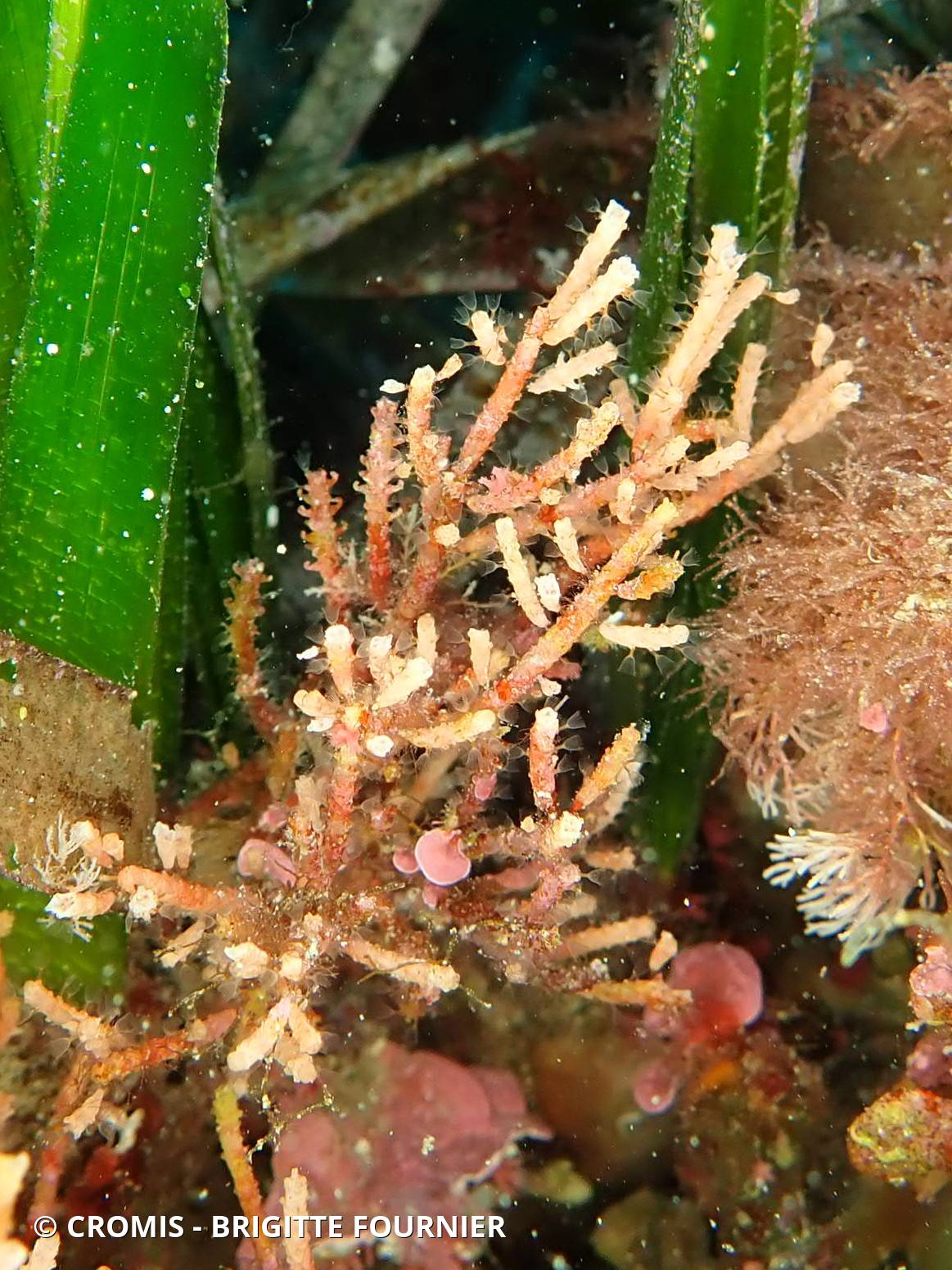 Bryozoaire cactus-cierge