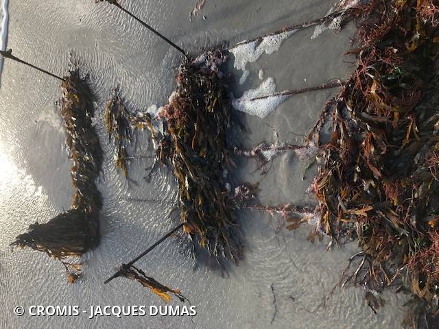 Autres engins de pêche