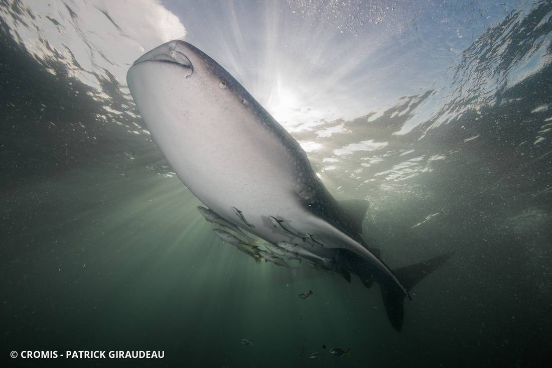 Requin baleine