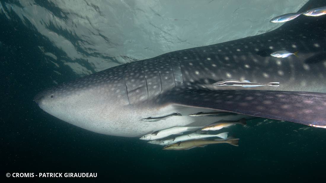 Requin baleine