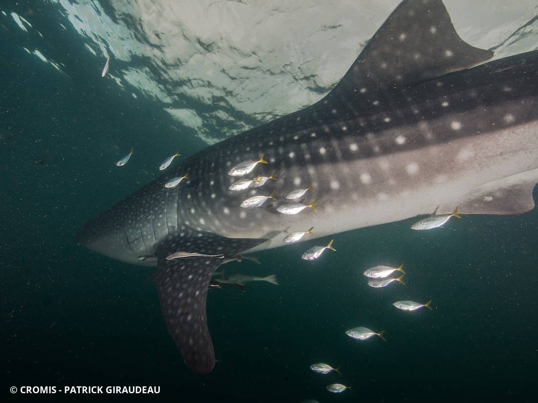 Requin baleine