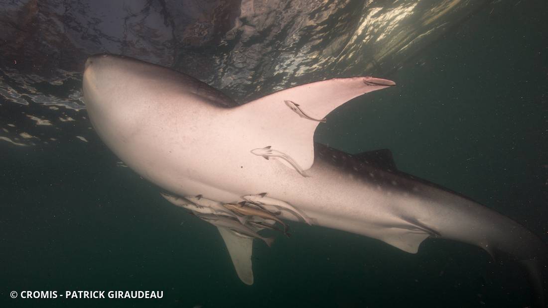Requin baleine