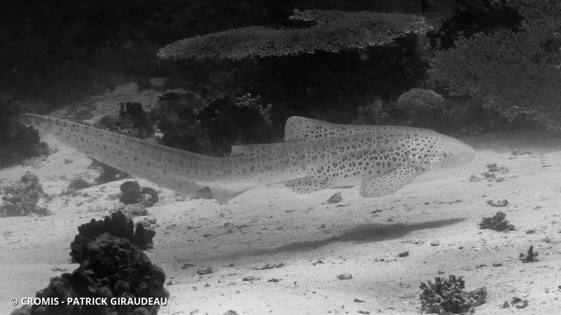 Requin léopard
