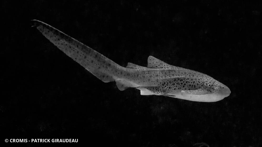Requin léopard