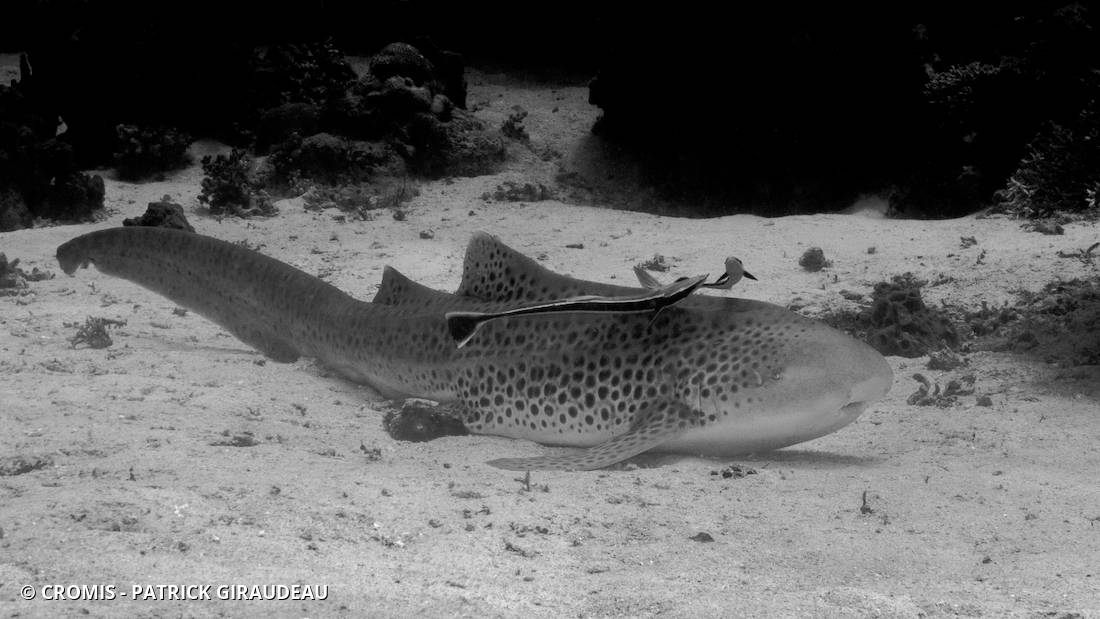 Requin léopard