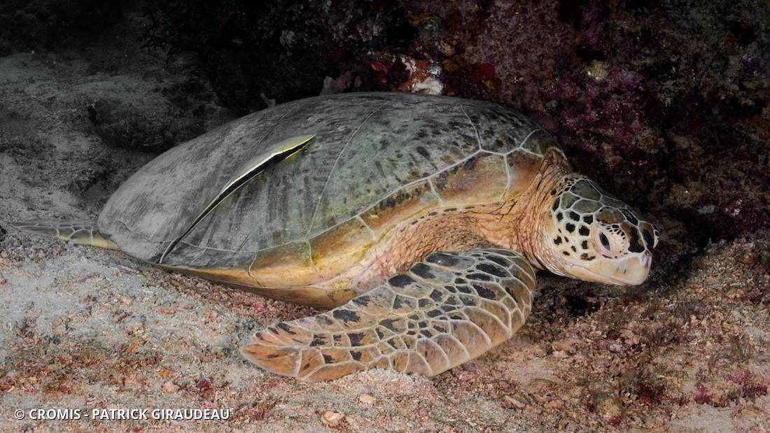 Tortue verte